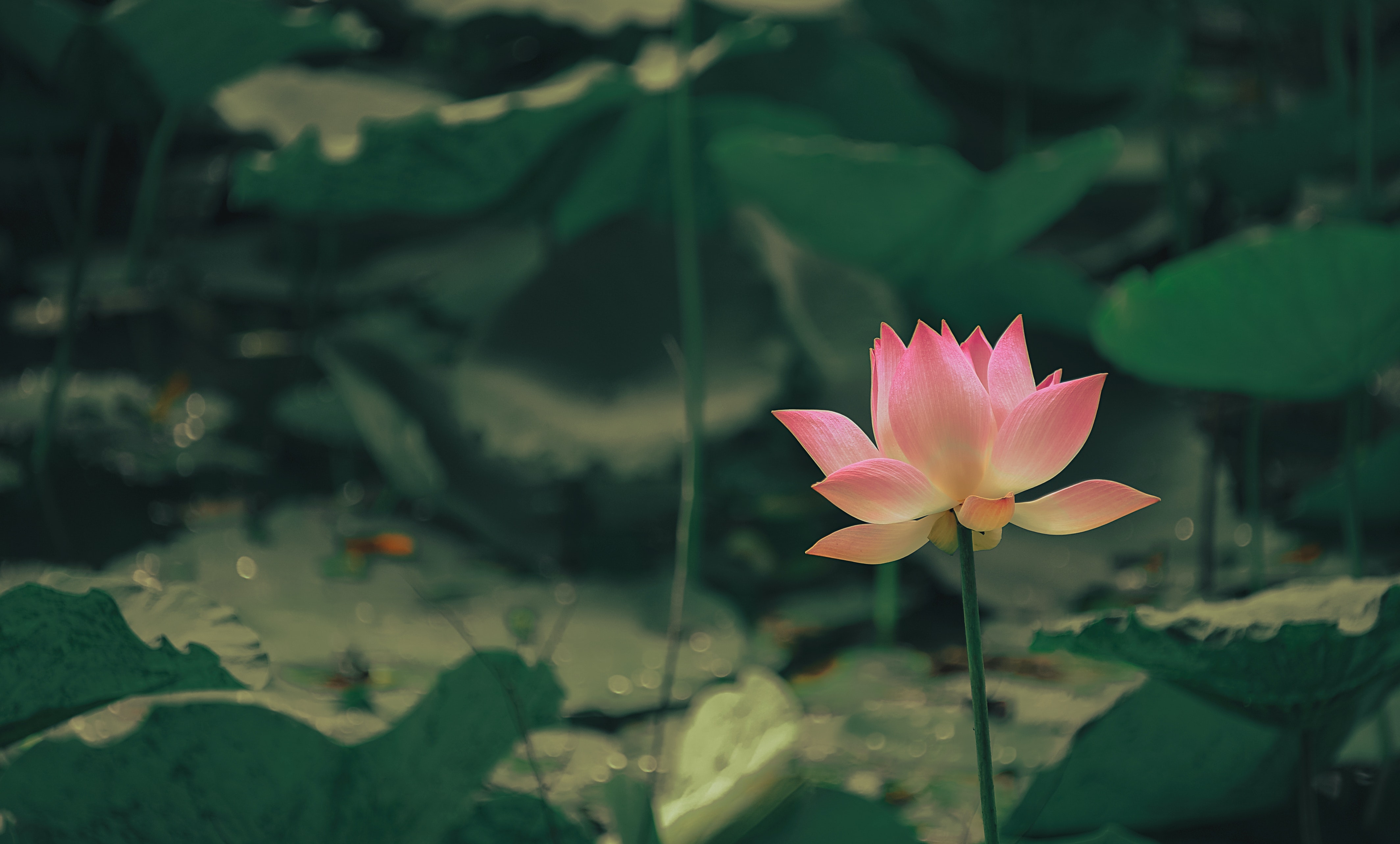 Black Lotus Wallpapers