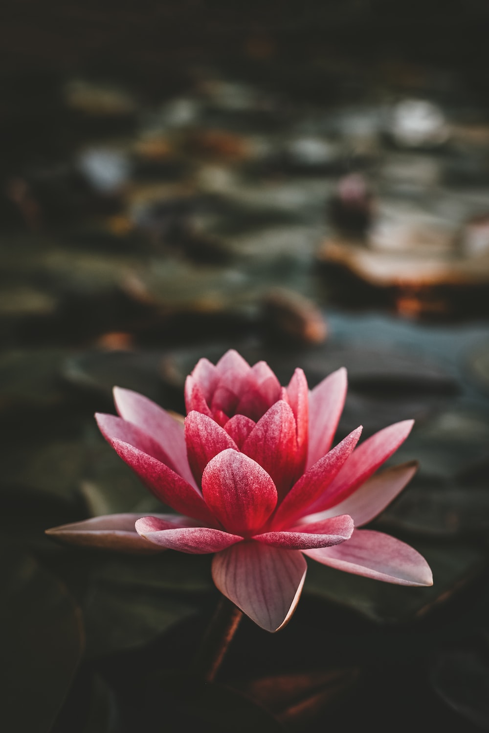 Black Lotus Wallpapers