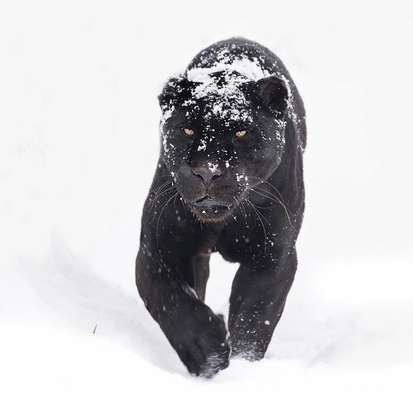 Black Panther In Snow Wallpapers