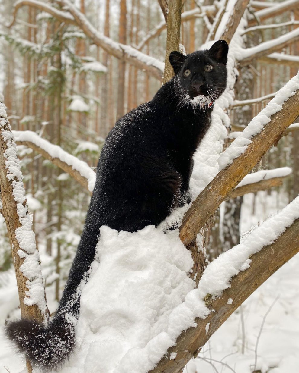 Black Panther In Snow Wallpapers