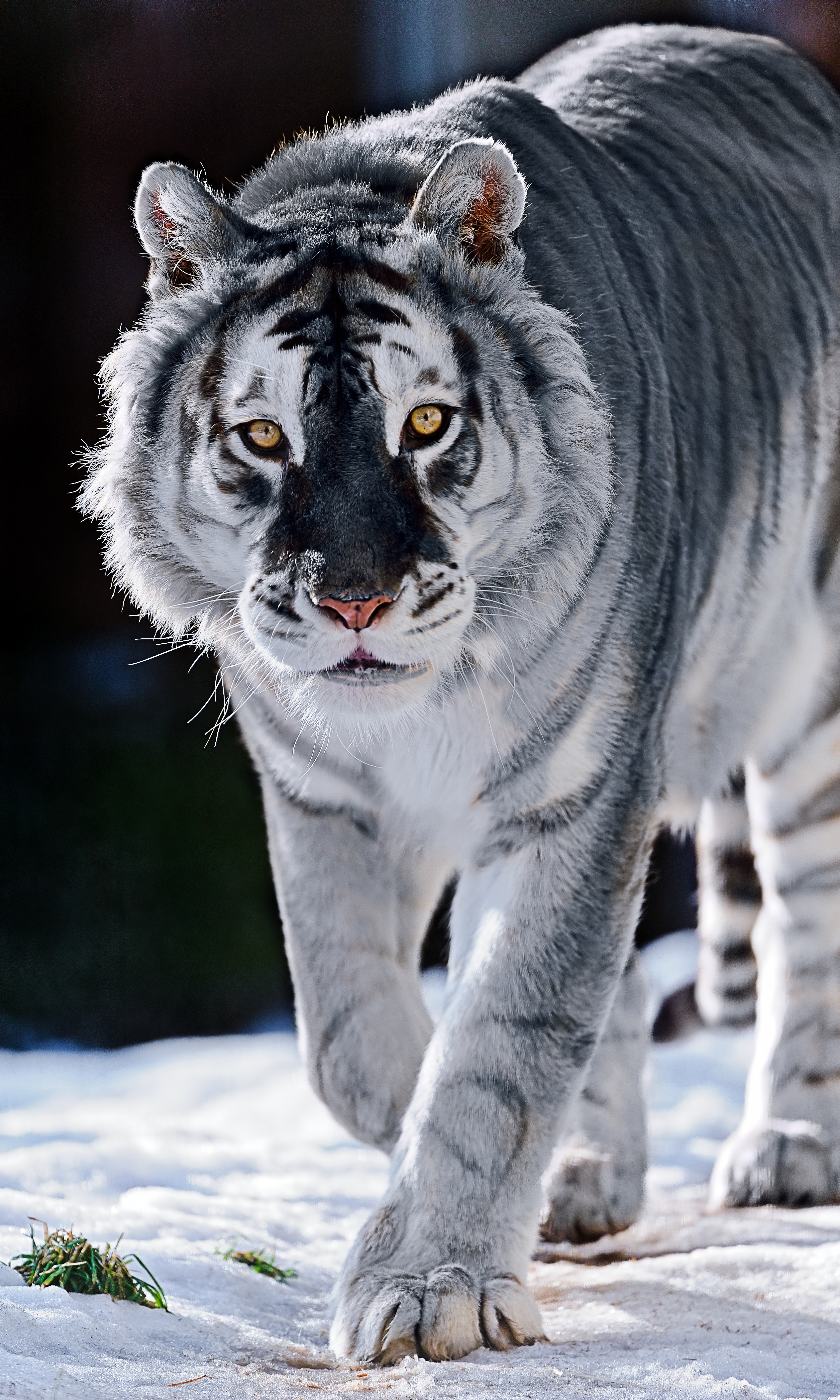 Black Panther In Snow Wallpapers