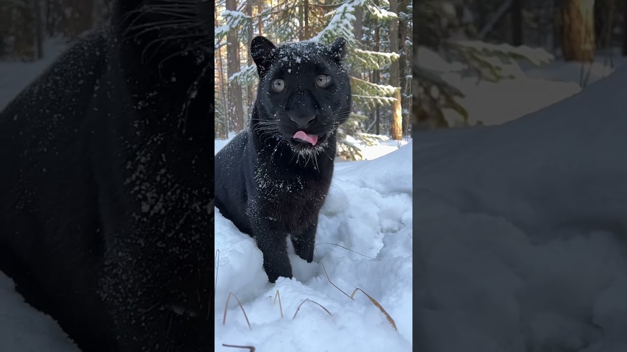 Black Panther In Snow Wallpapers