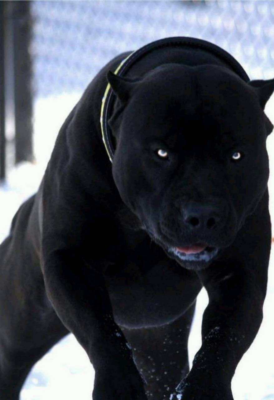 Black Pitbull Wallpapers