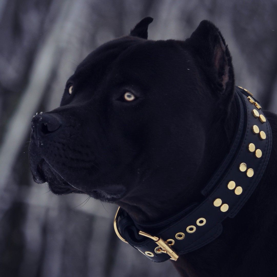 Black Pitbull Wallpapers