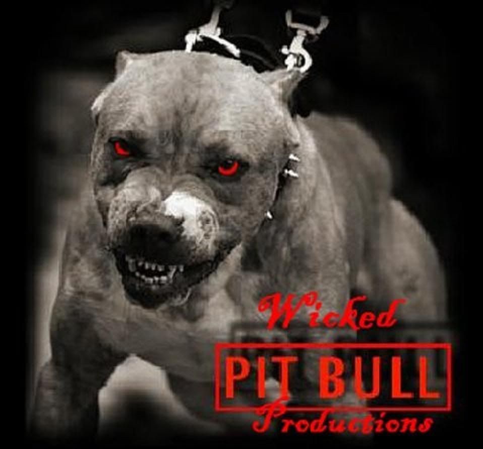 Black Pitbull Wallpapers