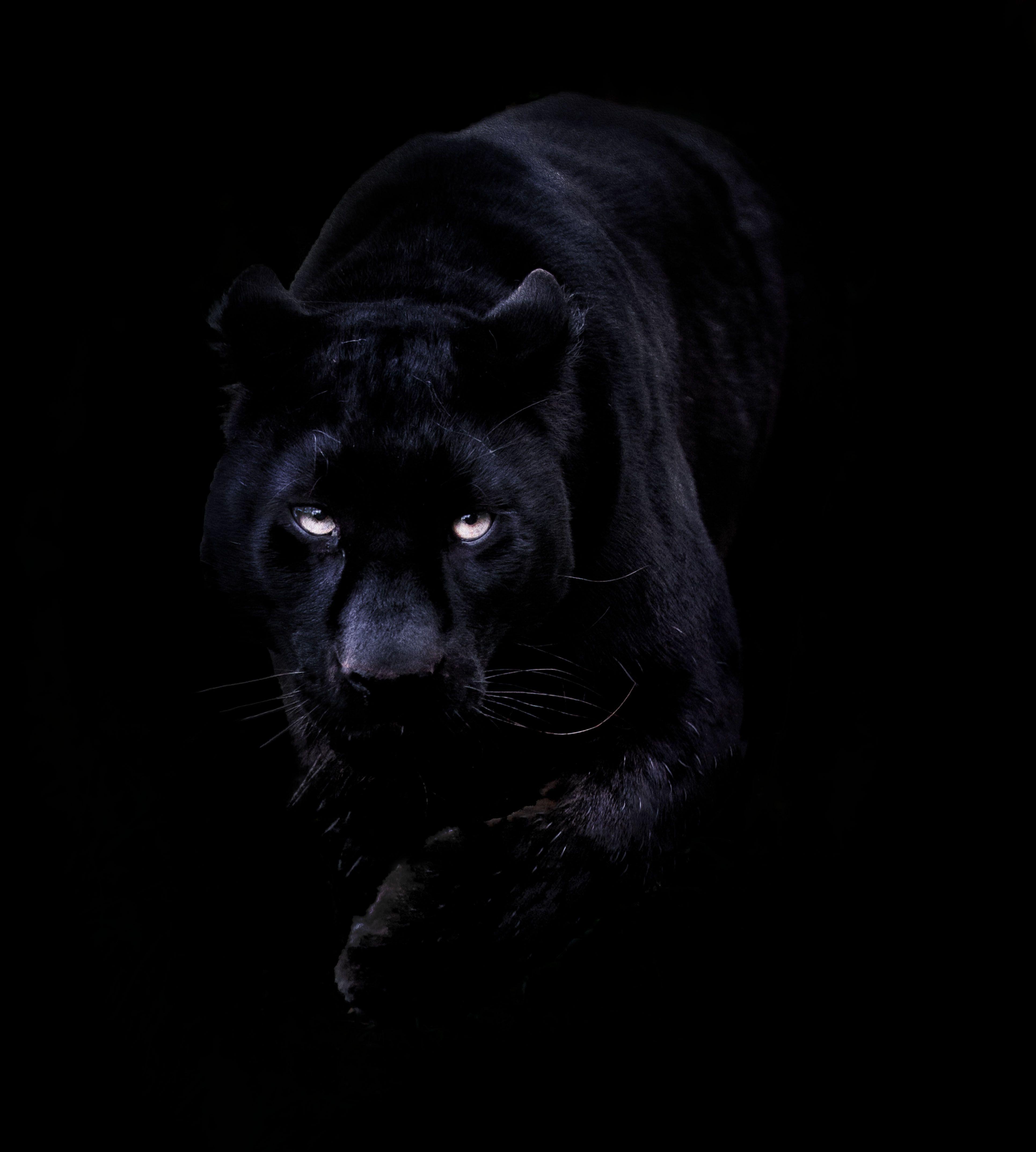 Black Puma Wallpapers