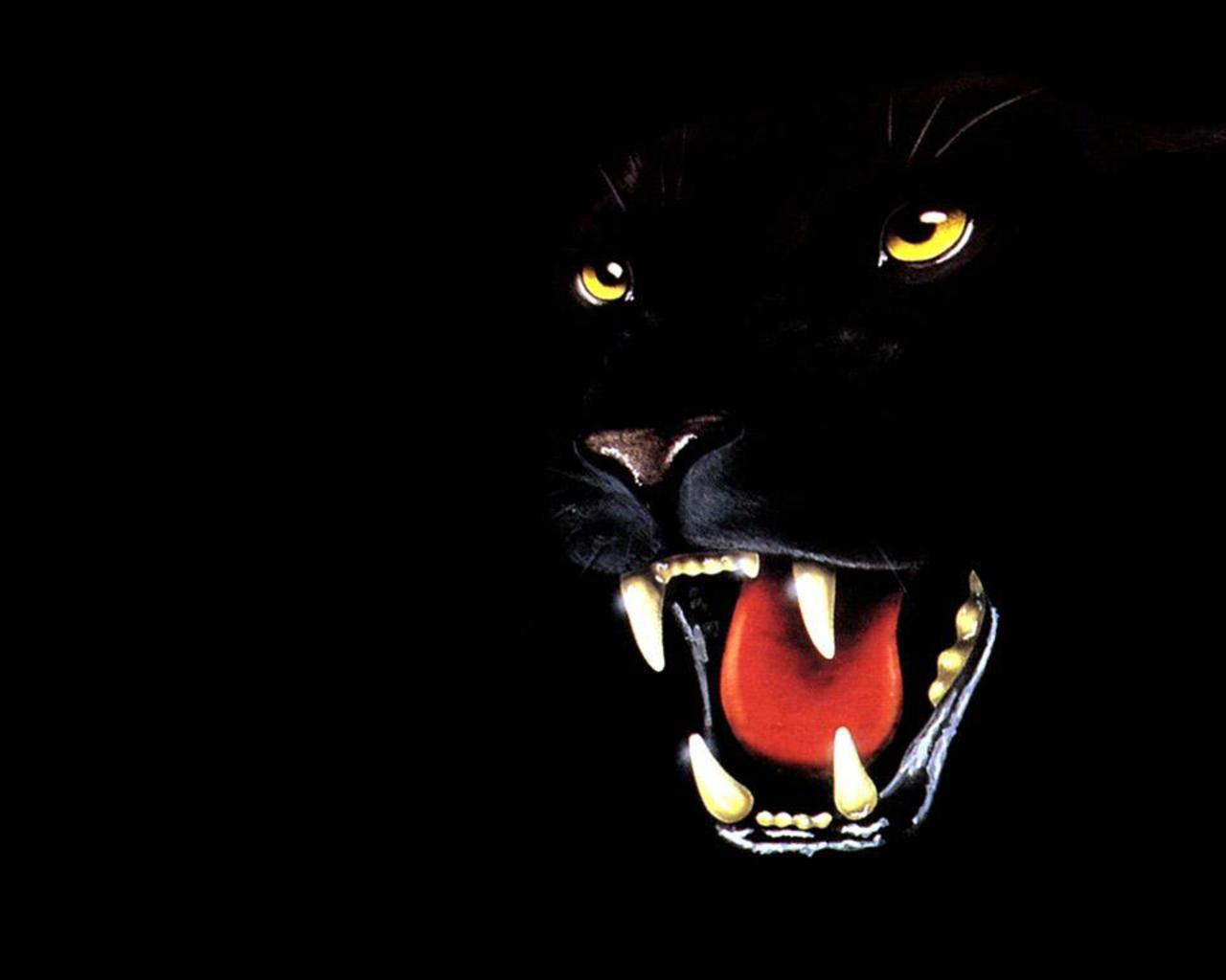 Black Puma Wallpapers