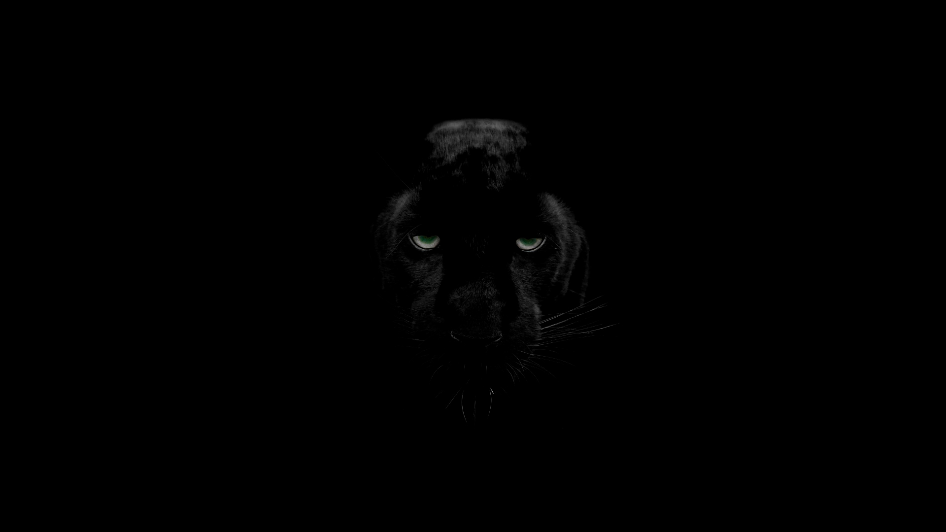 Black Puma Pictures Wallpapers