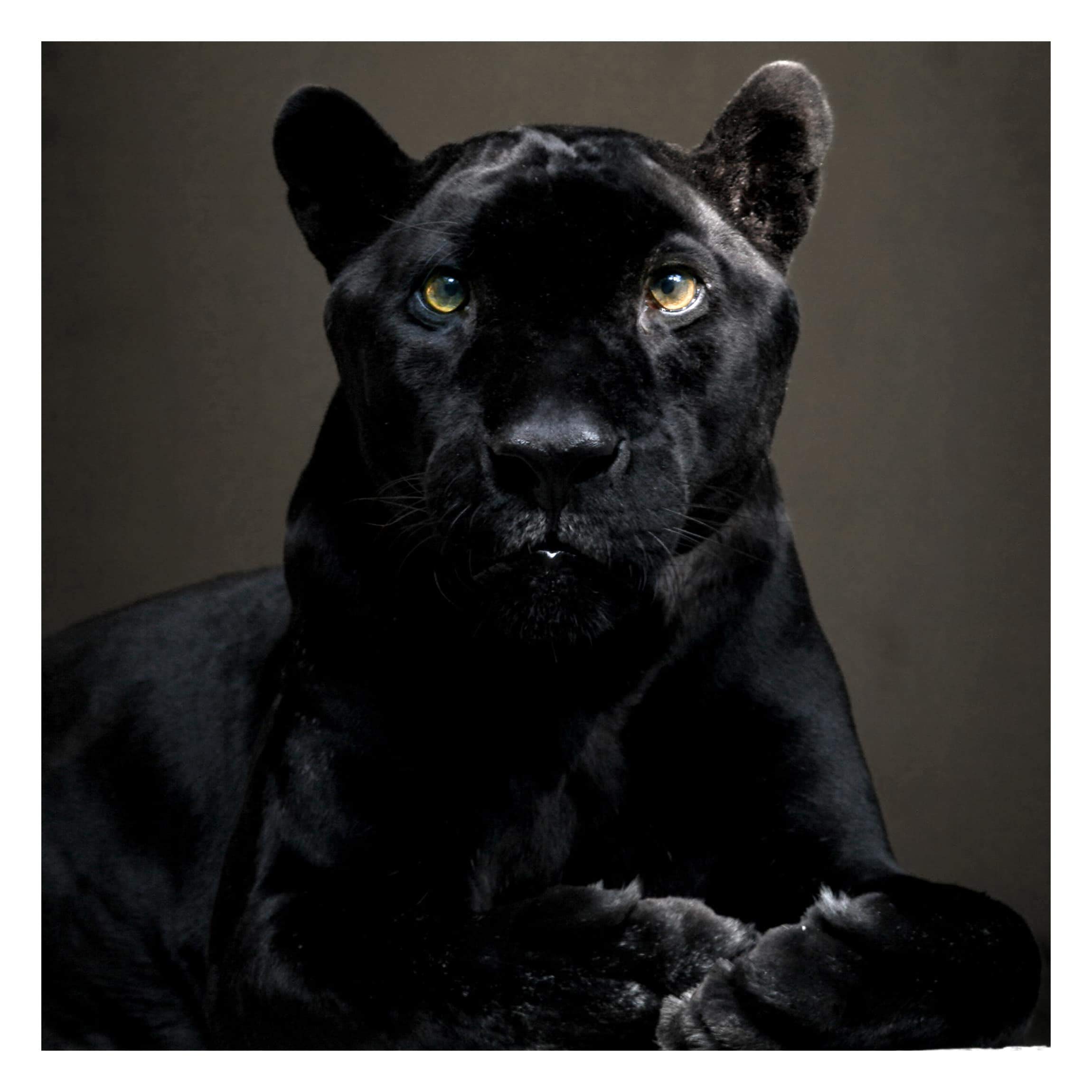 Black Puma Pictures Wallpapers