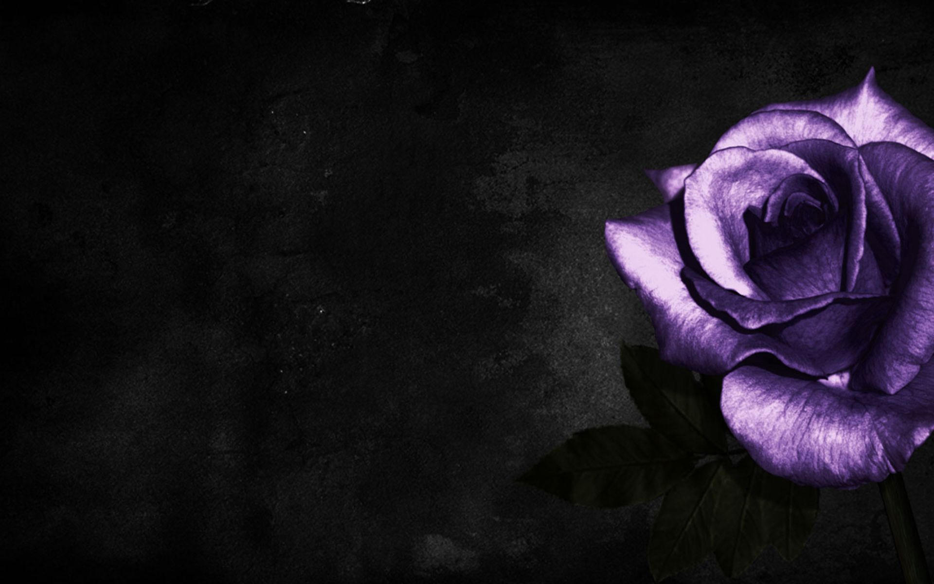 Black Purple Rose Wallpapers