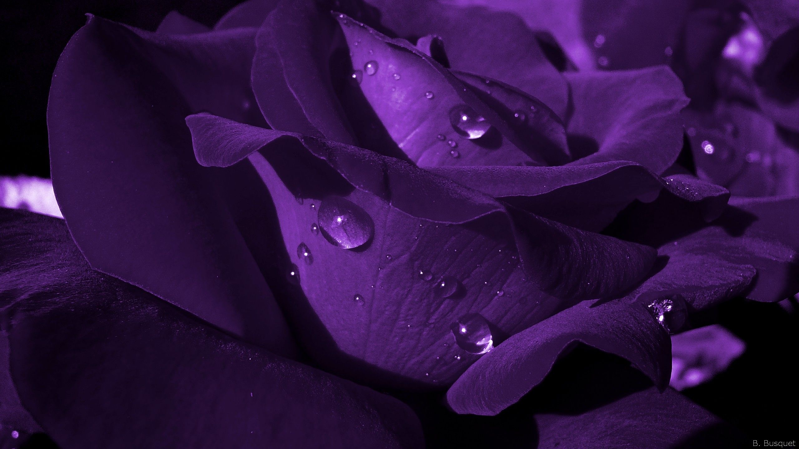 Black Purple Rose Wallpapers