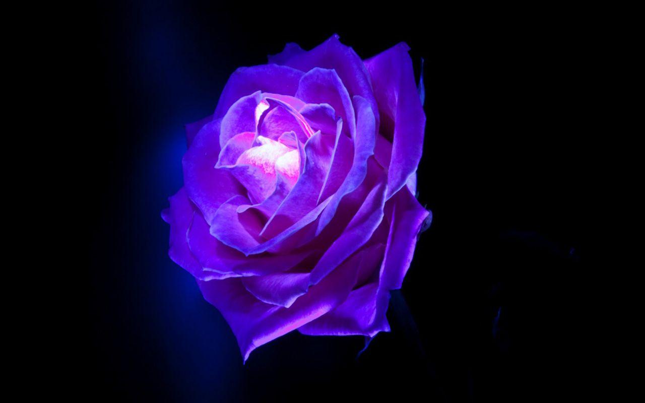 Black Purple Rose Wallpapers