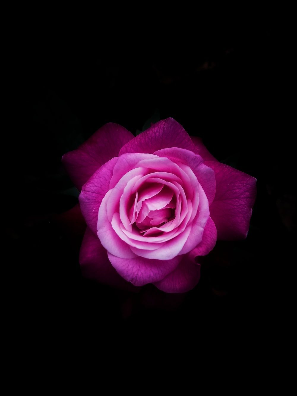 Black Purple Rose Wallpapers