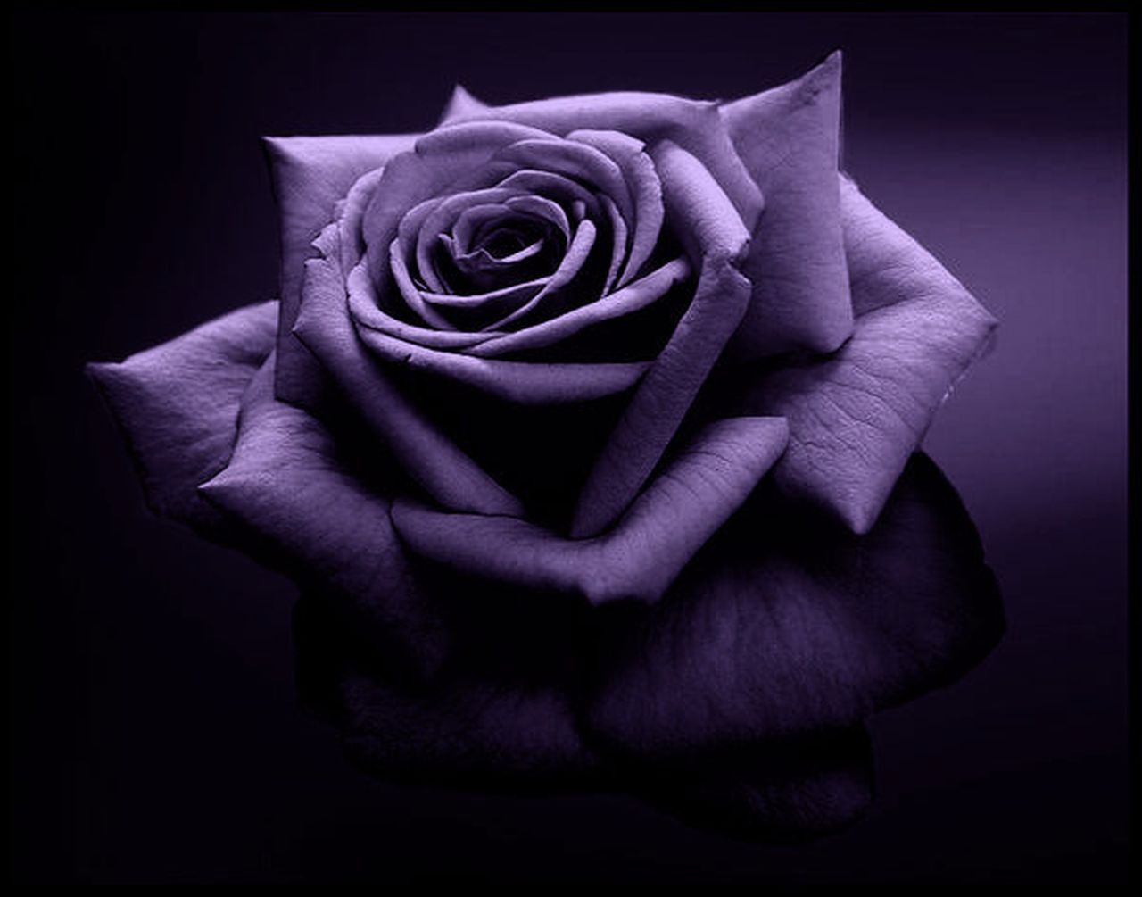 Black Purple Rose Wallpapers