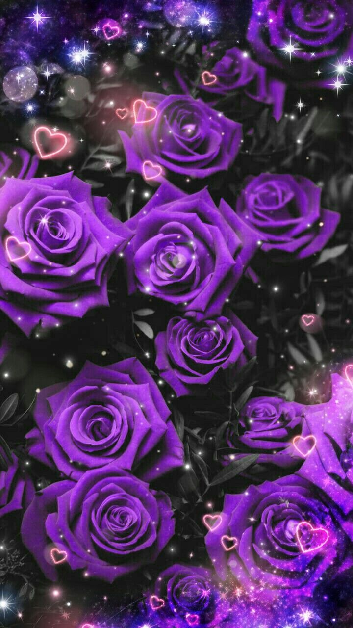 Black Purple Rose Wallpapers