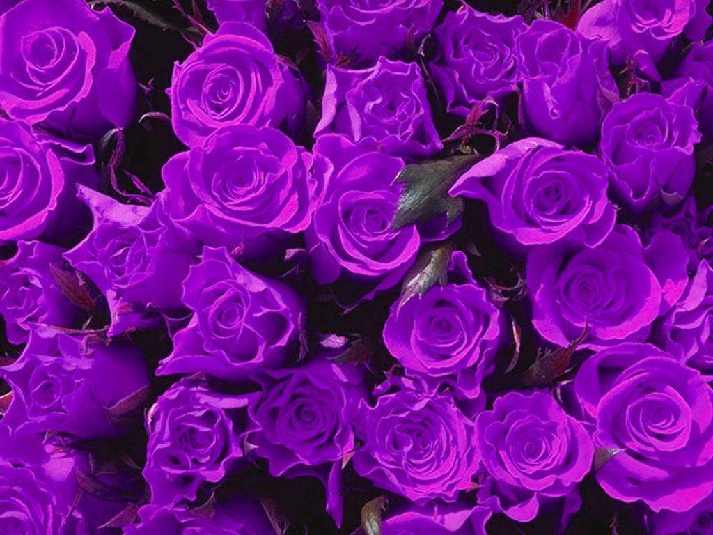 Black Purple Rose Wallpapers