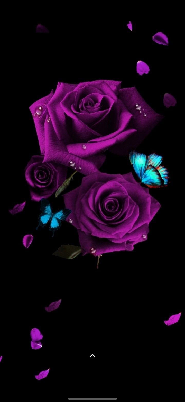 Black Purple Rose Wallpapers