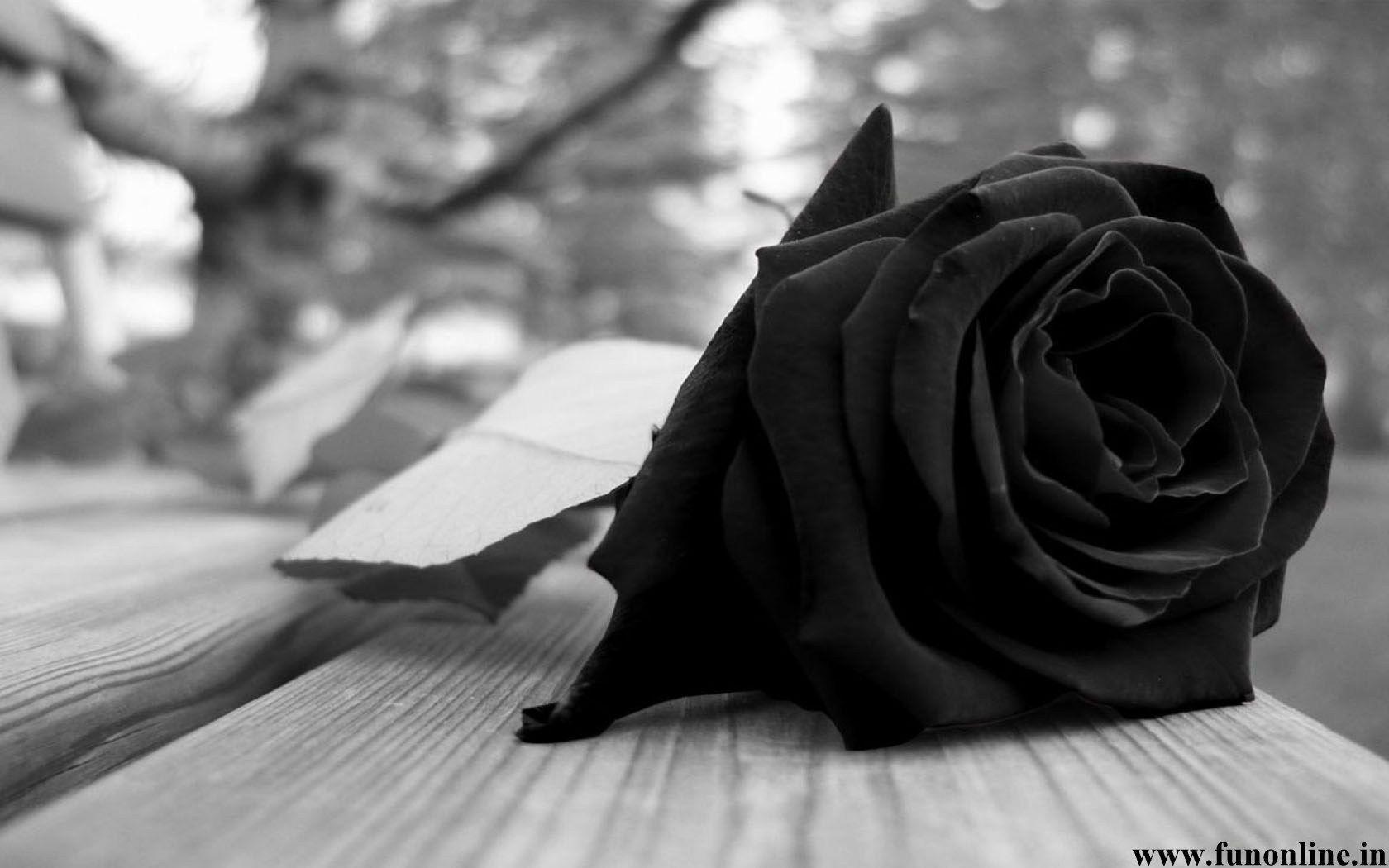 Black Roses Wallpapers