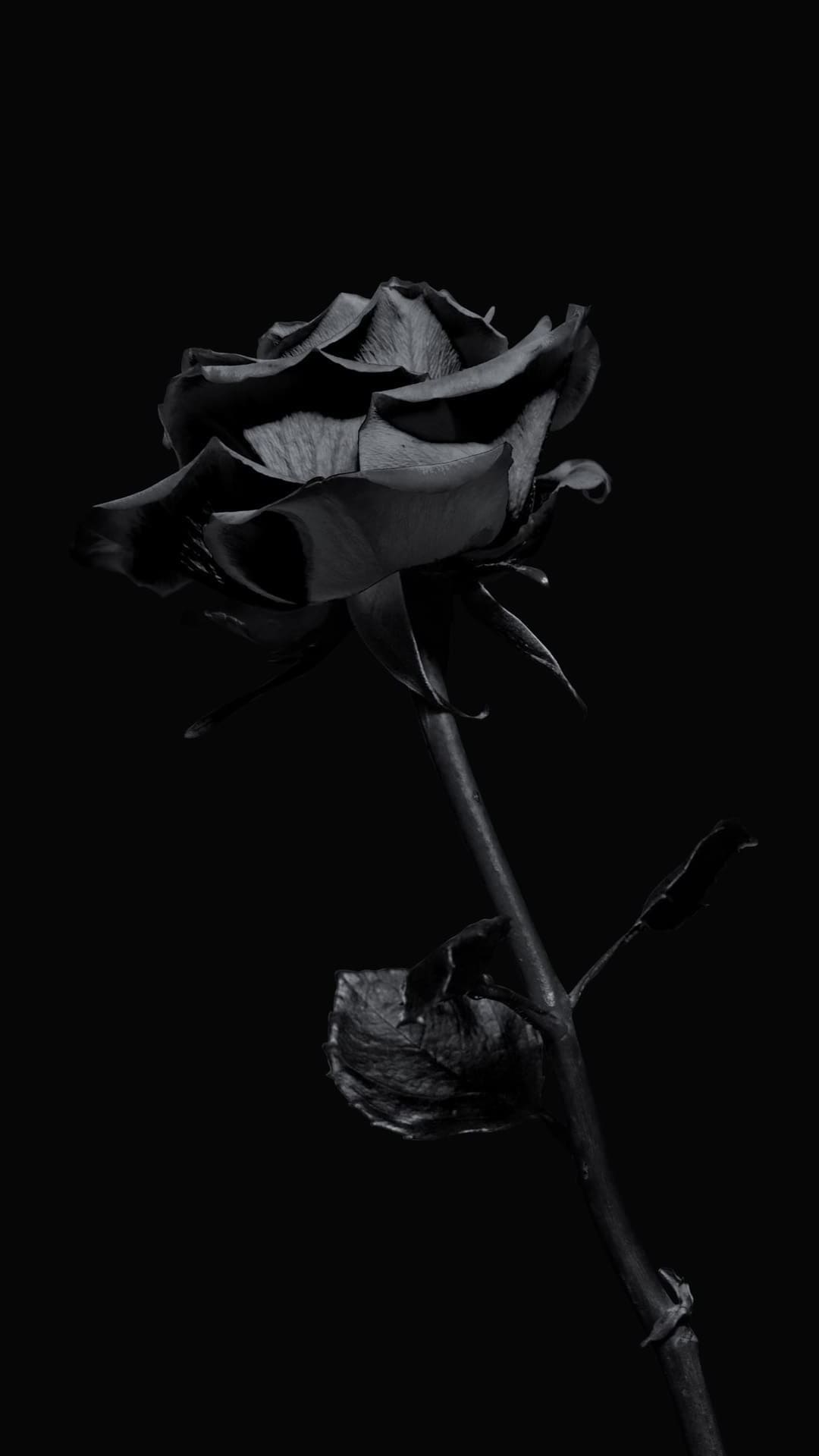 Black Roses Wallpapers