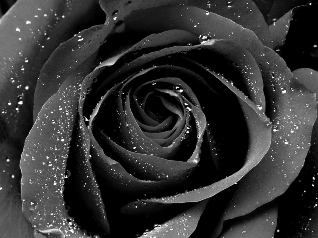 Black Roses Wallpapers