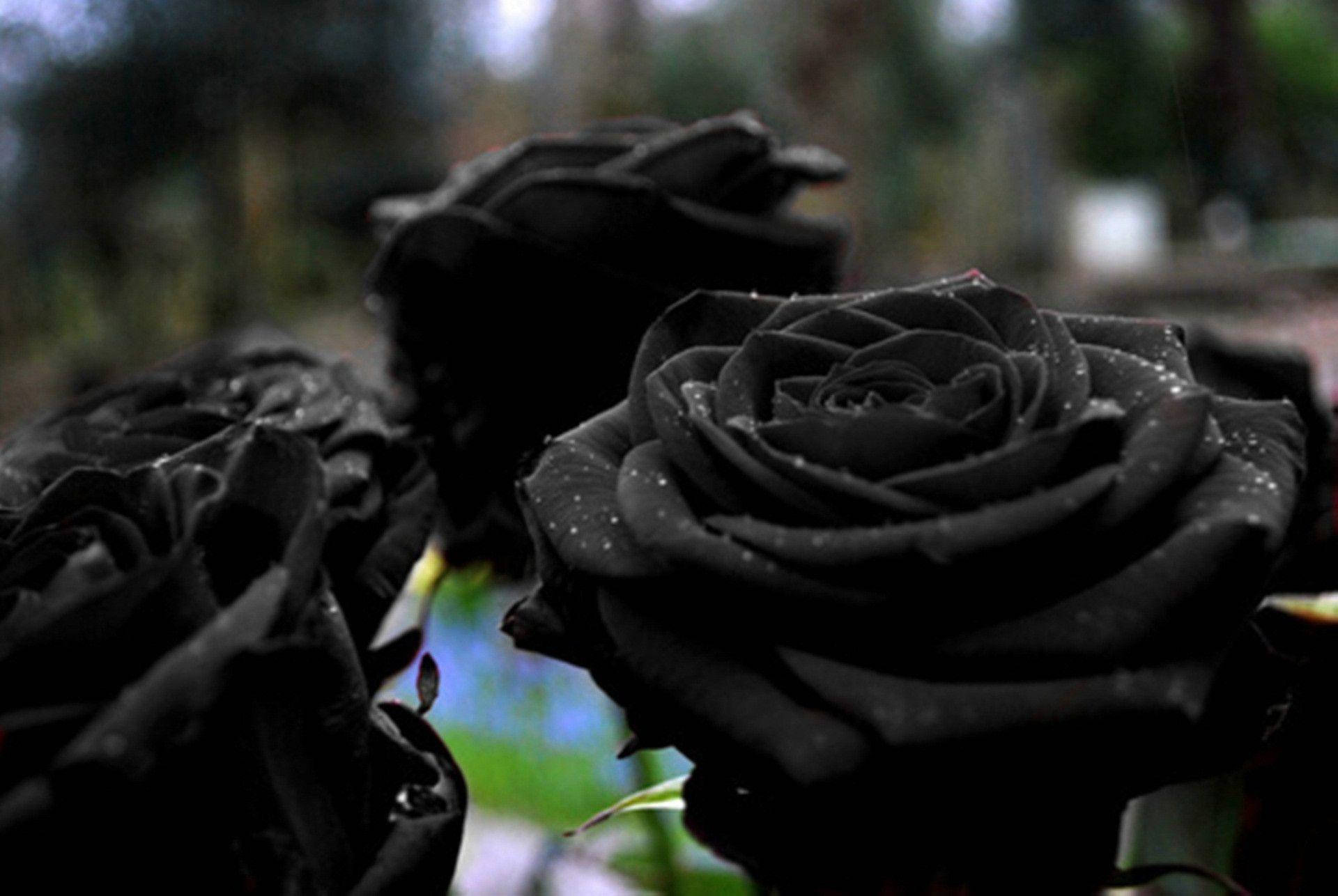 Black Roses Wallpapers