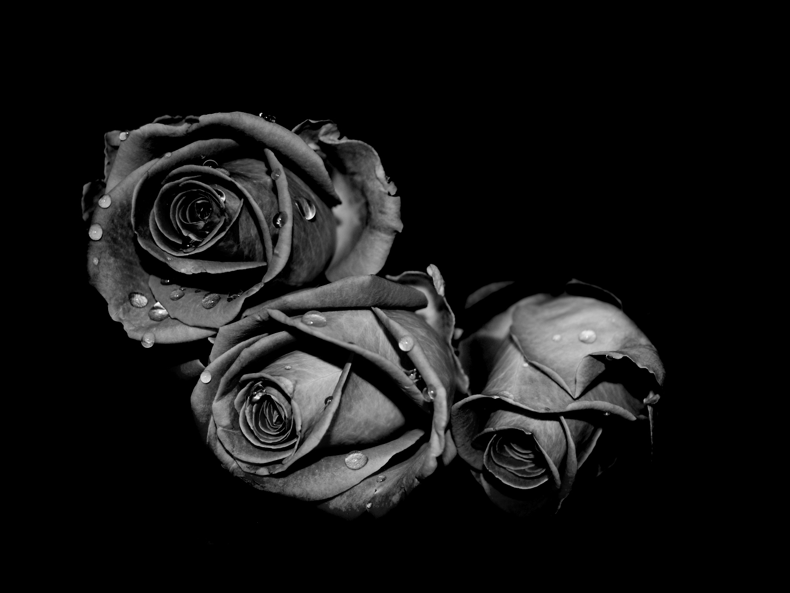 Black Roses Wallpapers