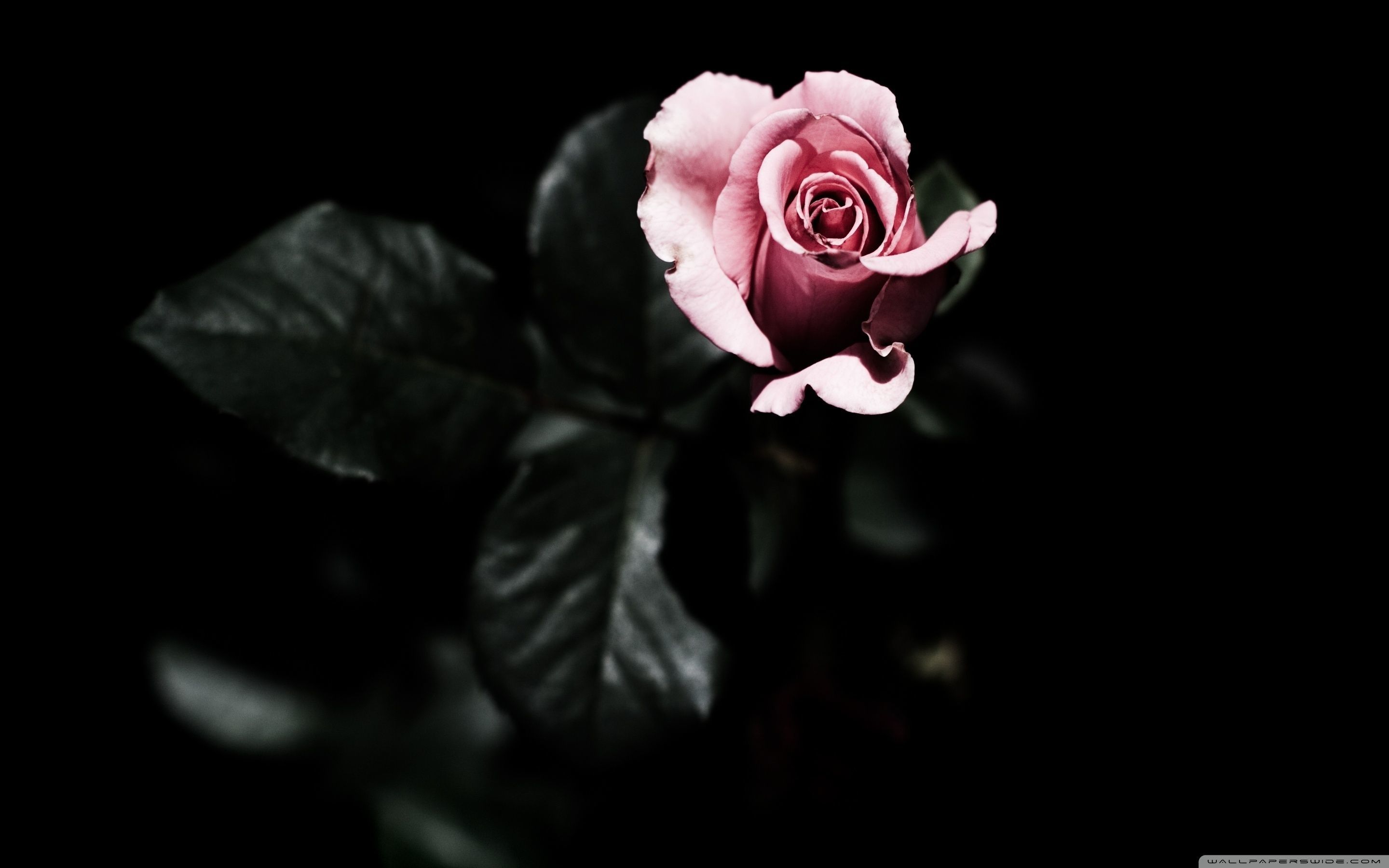 Black Roses Wallpapers