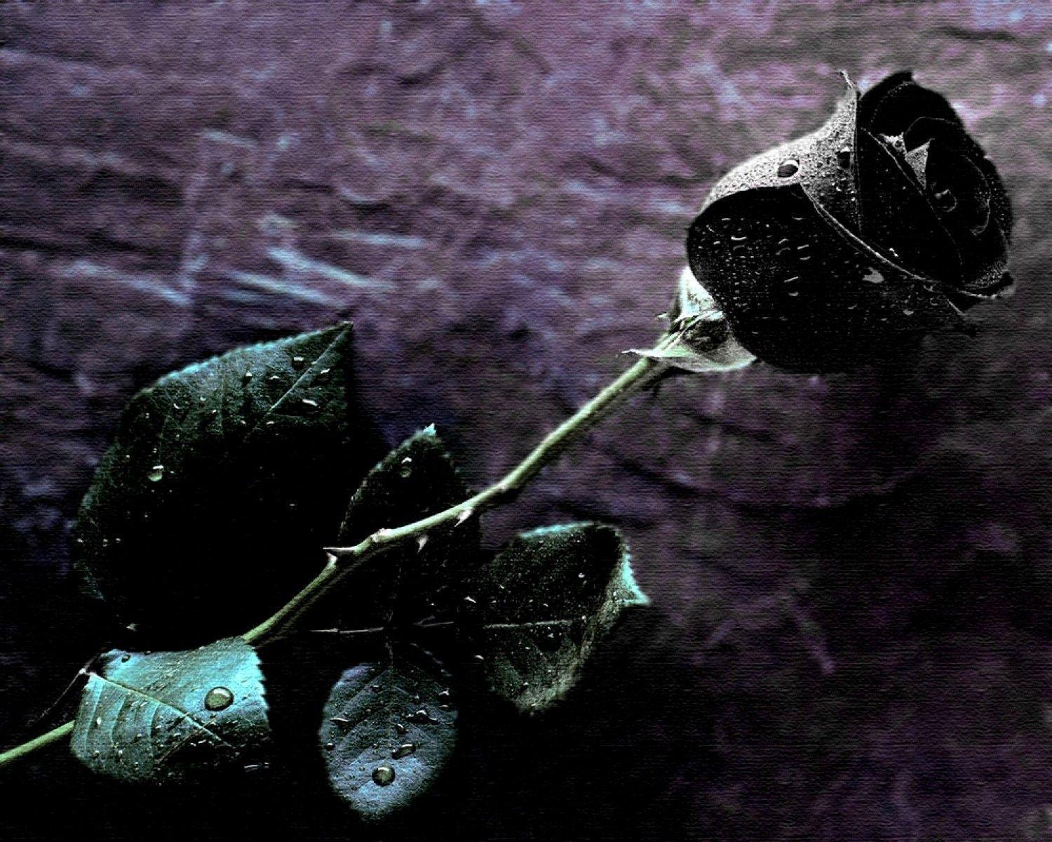 Black Roses Wallpapers