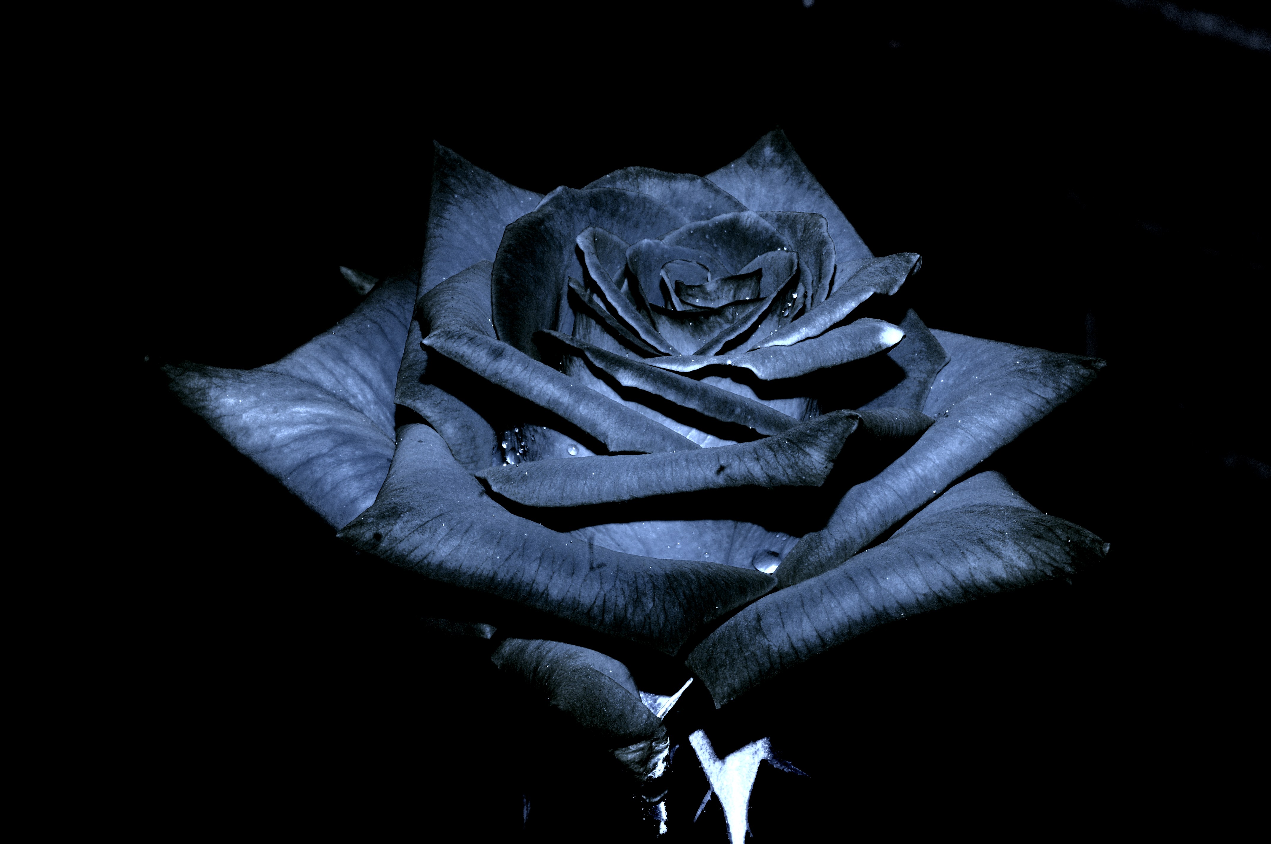 Black Roses Wallpapers