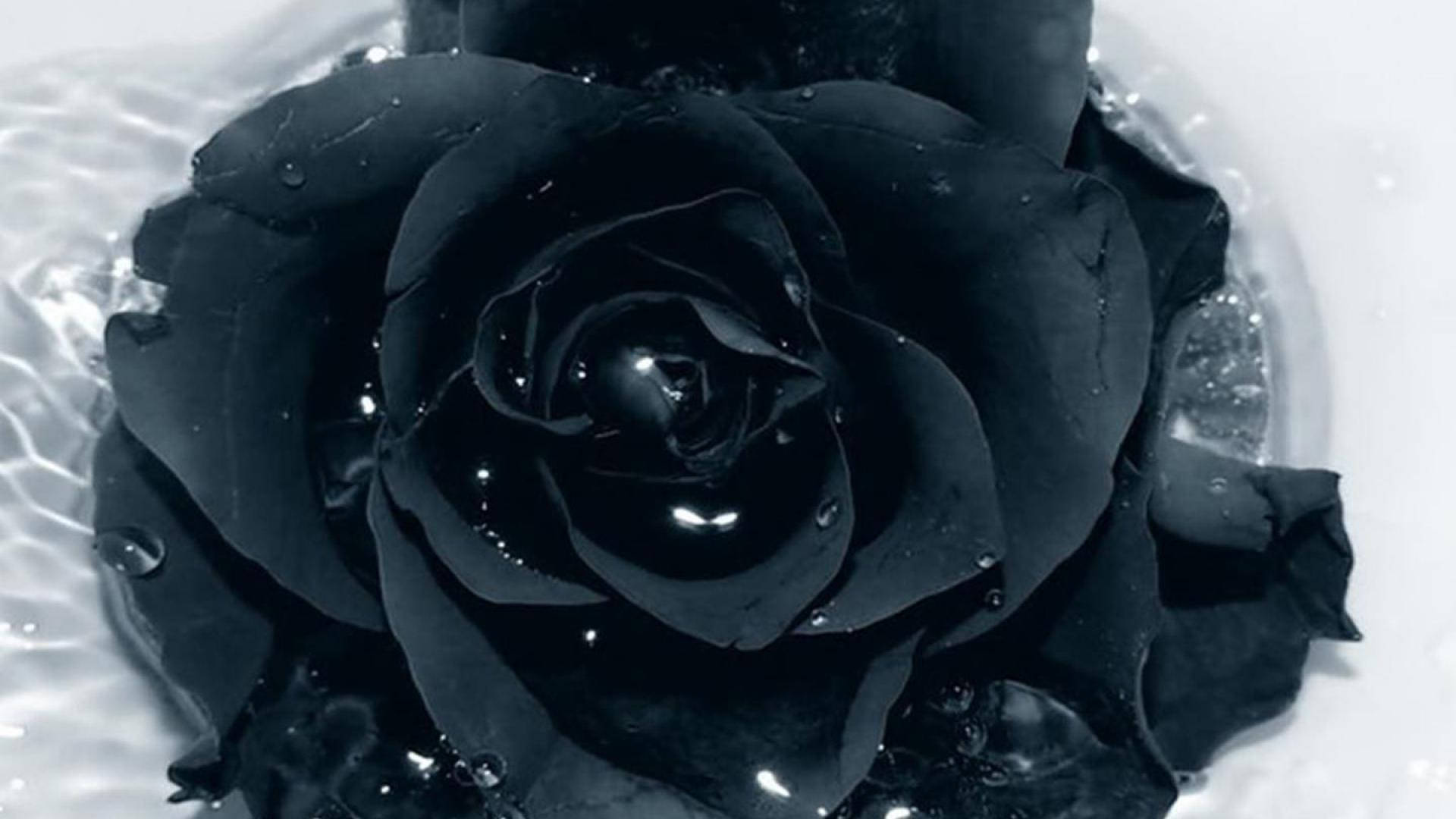 Black Roses Wallpapers