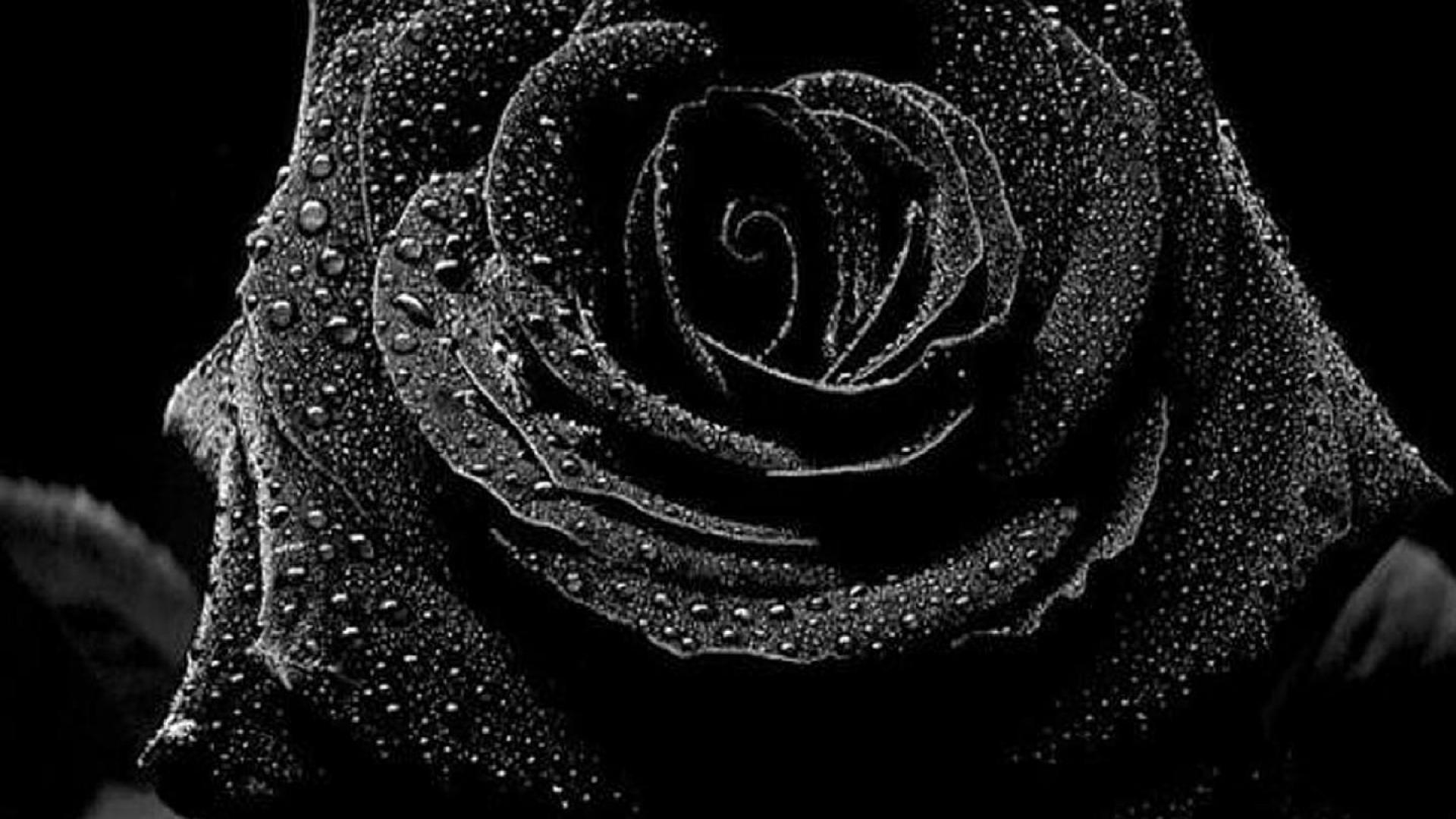 Black Roses Wallpapers