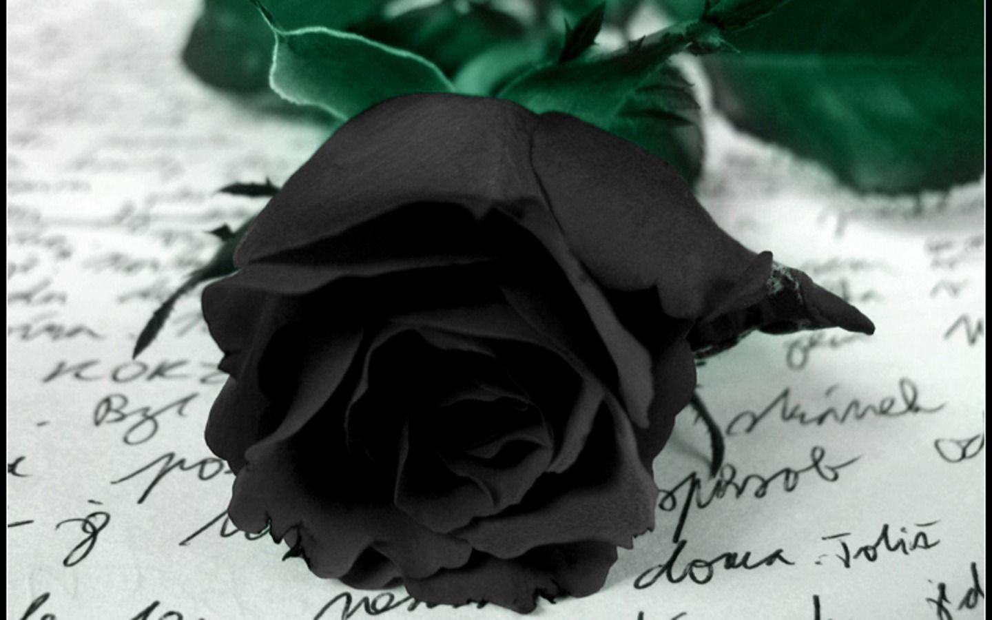 Black Roses Wallpapers