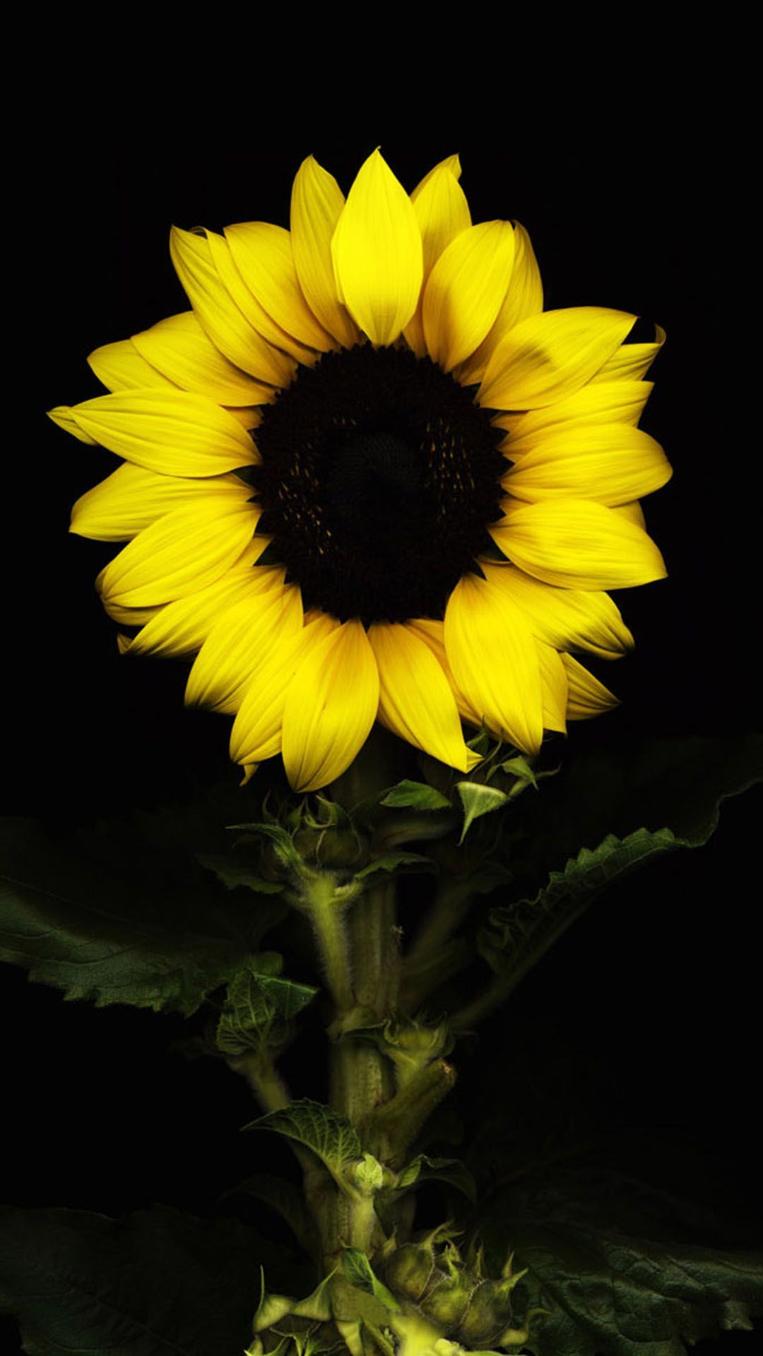 Black Sunflower Wallpapers