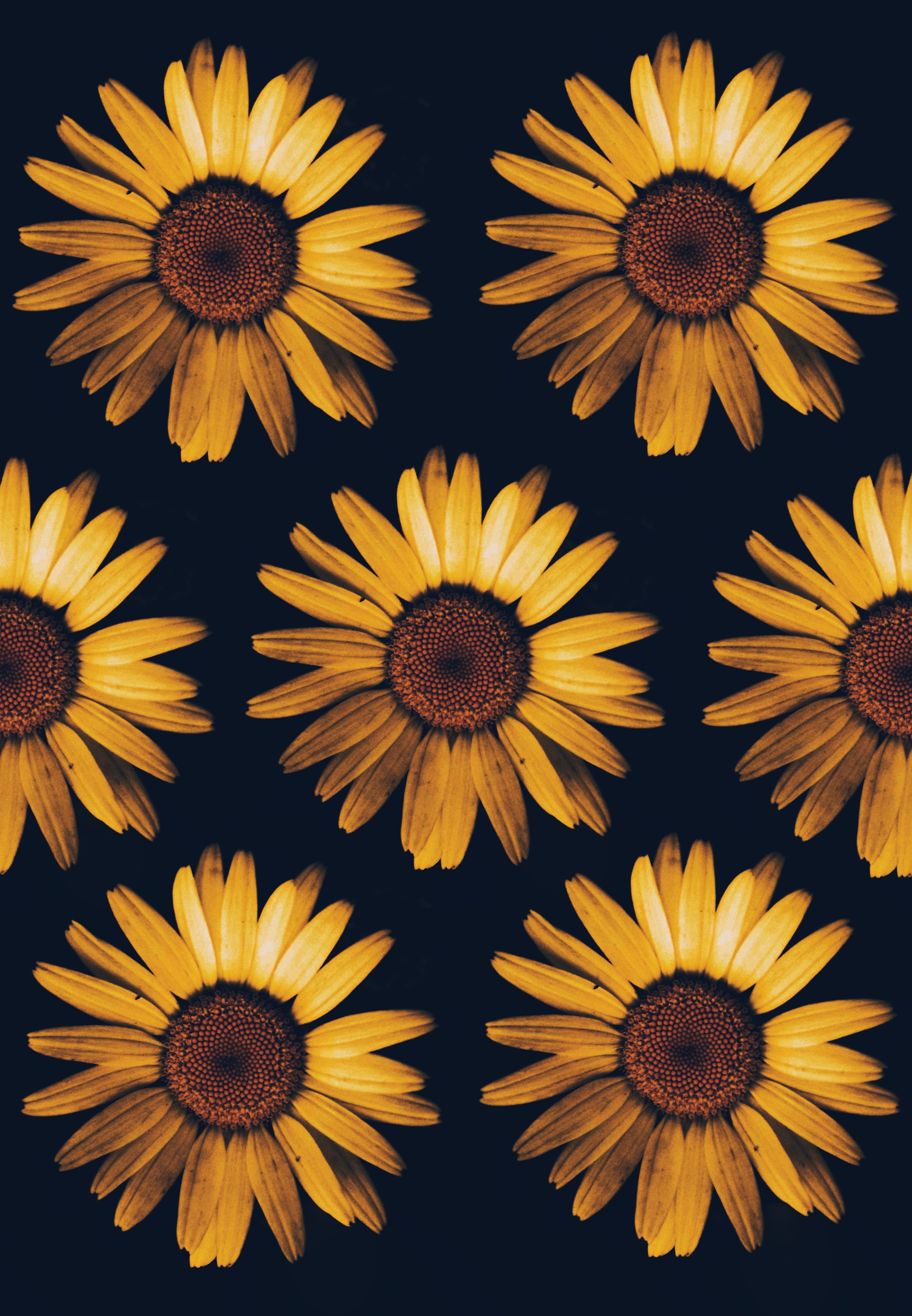 Black Sunflower Wallpapers