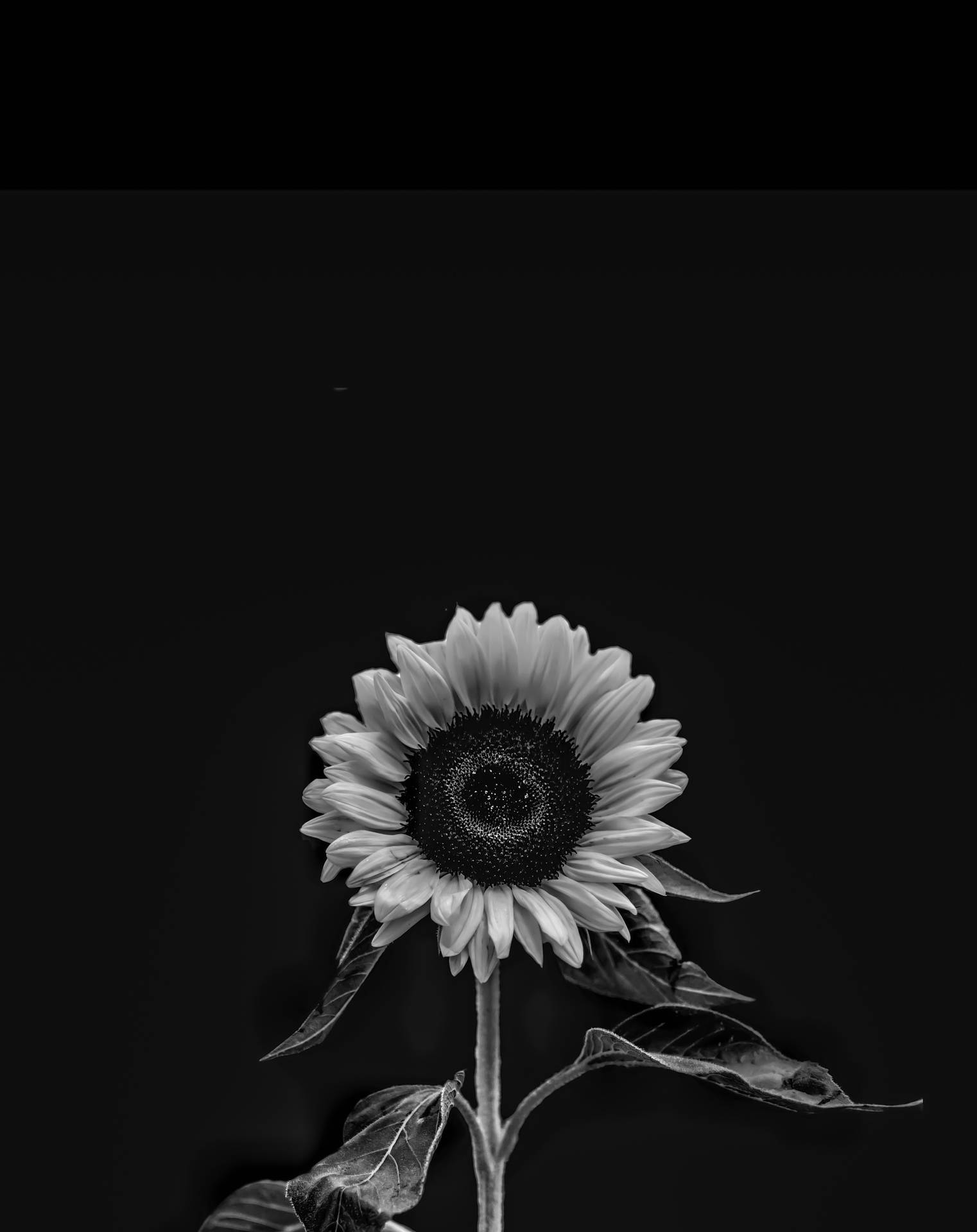 Black Sunflower Wallpapers