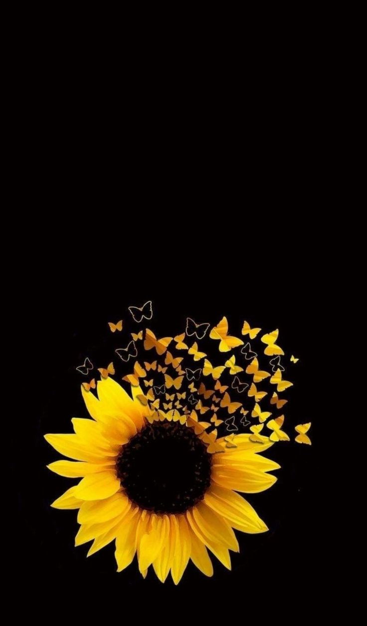 Black Sunflower Wallpapers