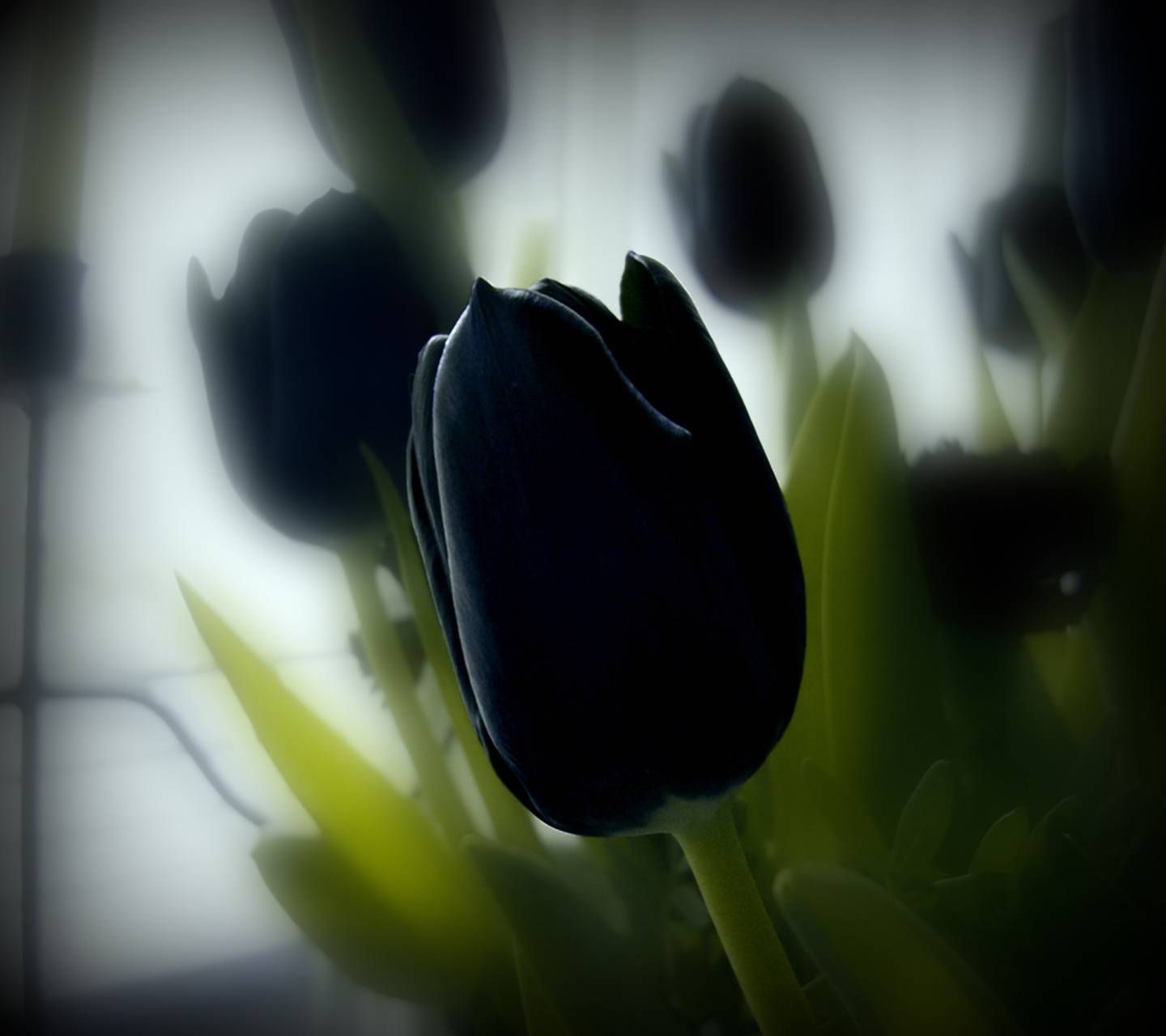 Black Tulip Wallpapers