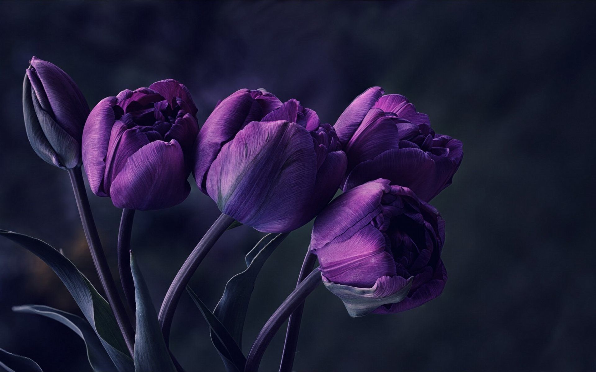 Black Tulip Wallpapers