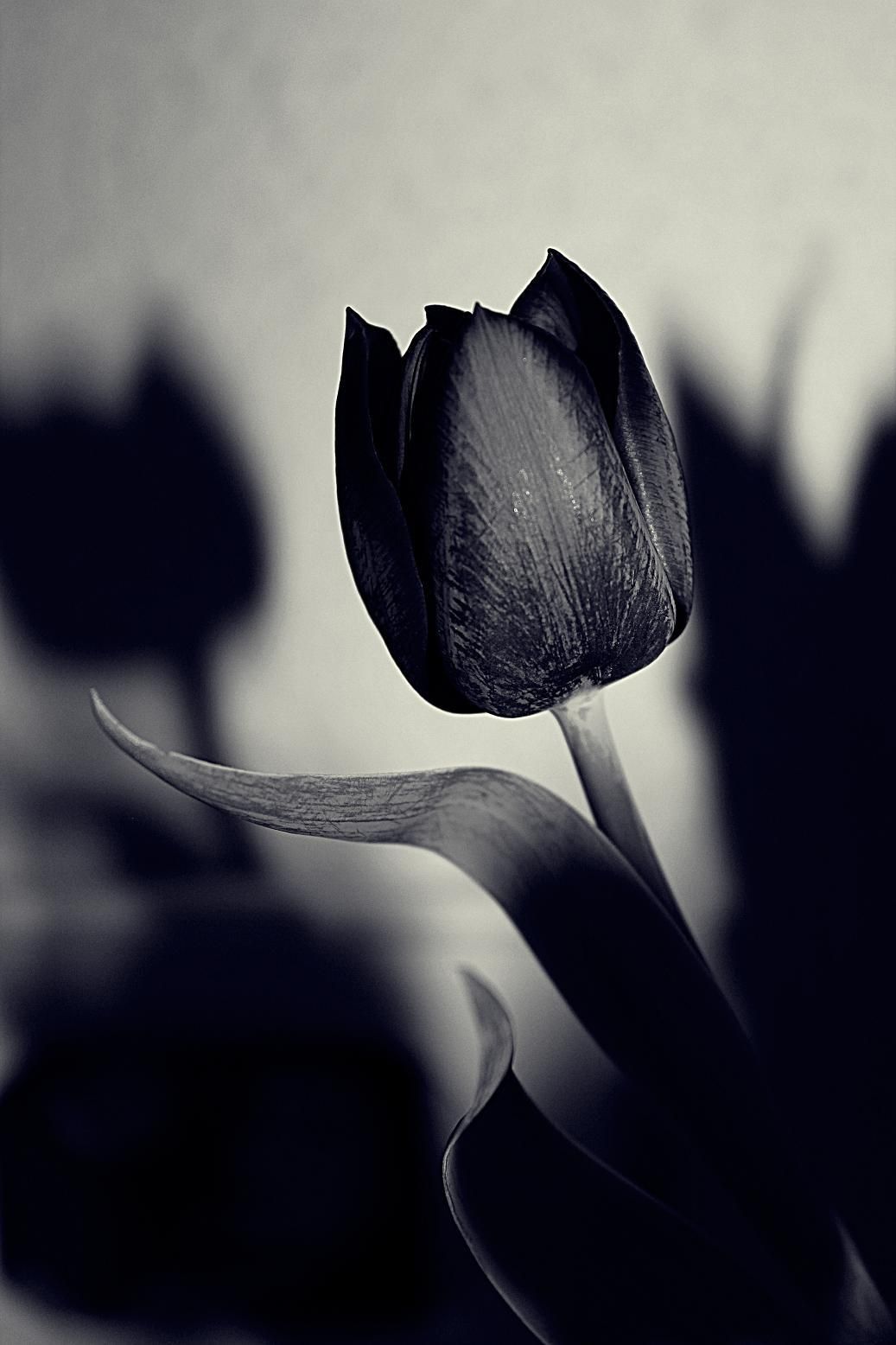 Black Tulip Wallpapers