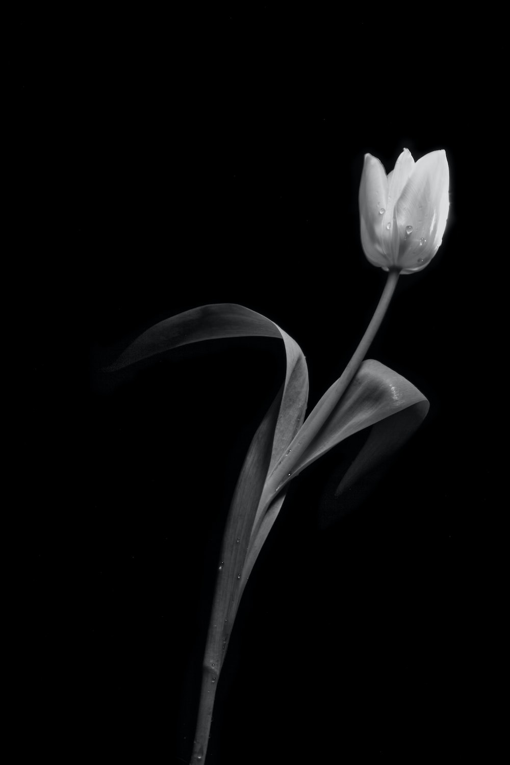 Black Tulip Wallpapers