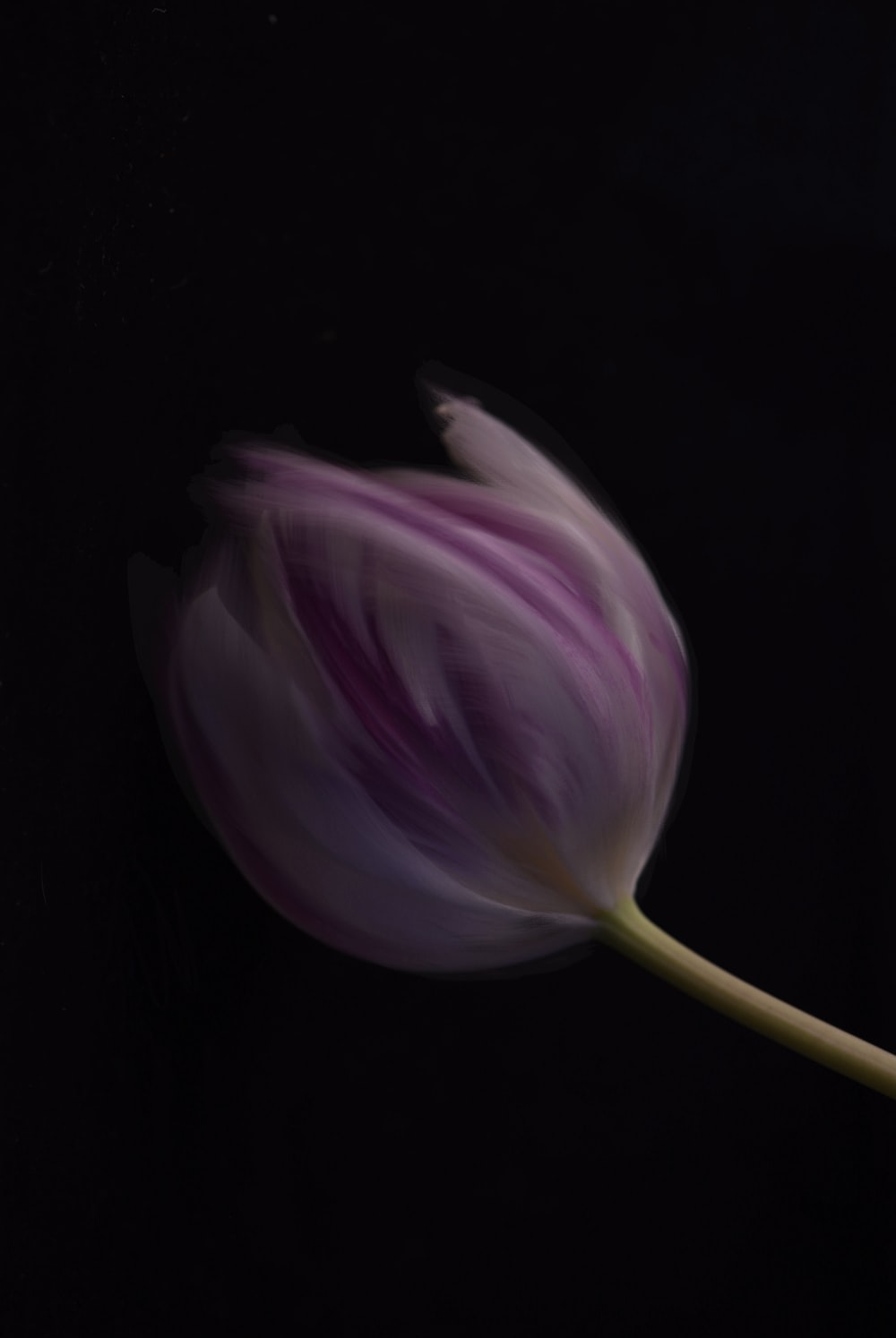 Black Tulip Wallpapers