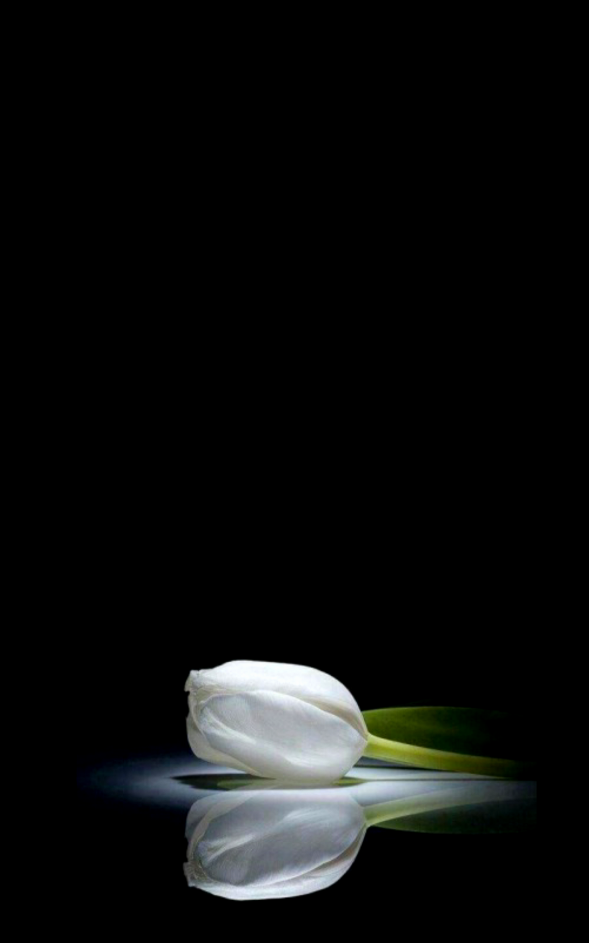 Black Tulip Wallpapers