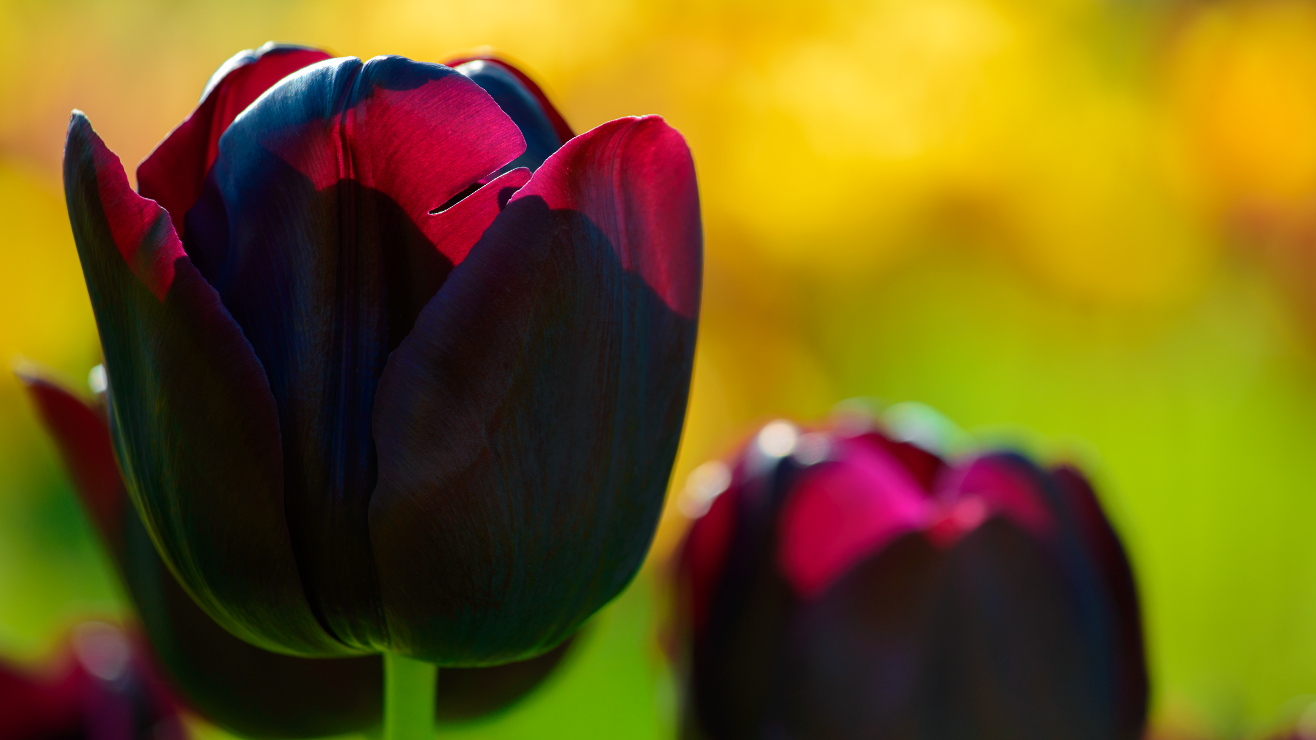 Black Tulip Wallpapers