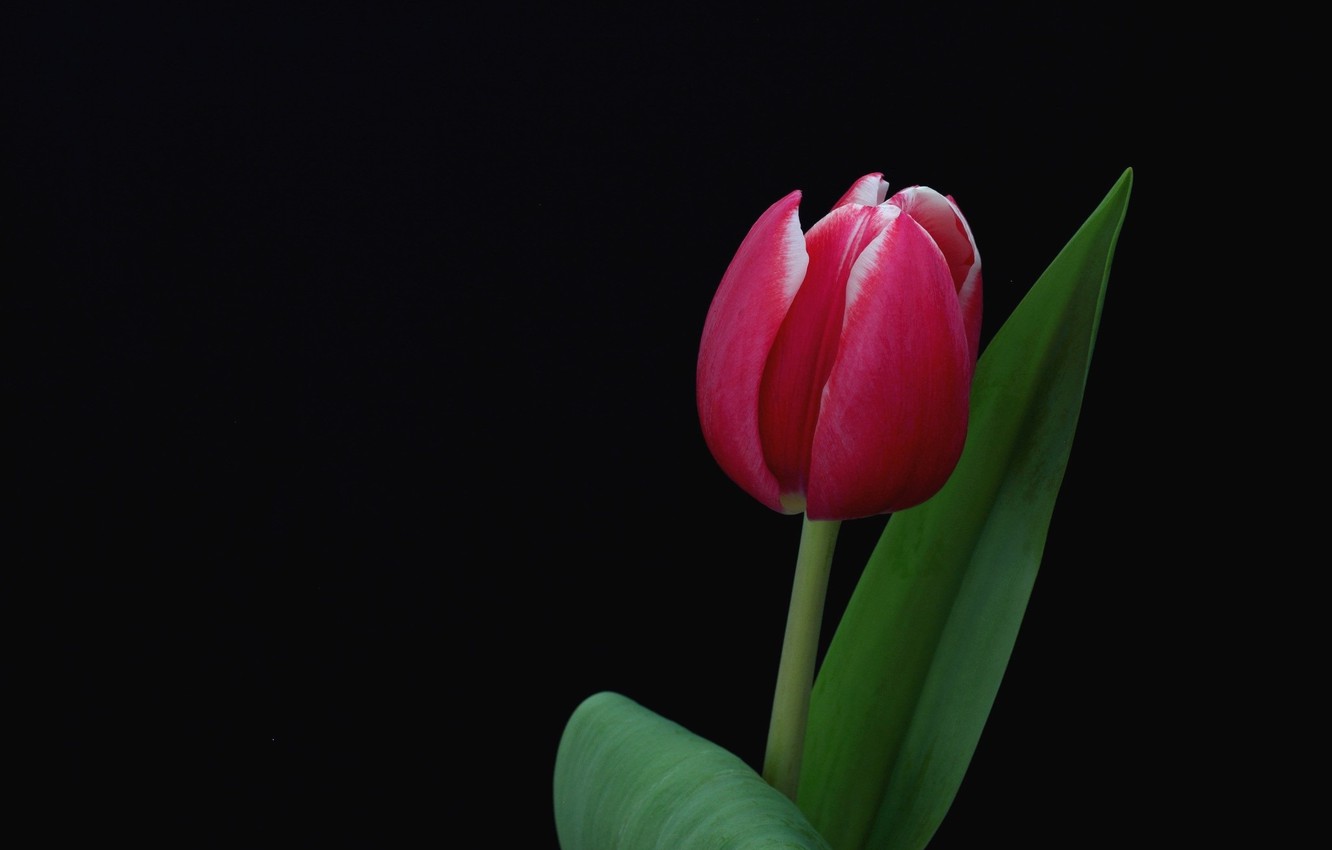 Black Tulip Wallpapers