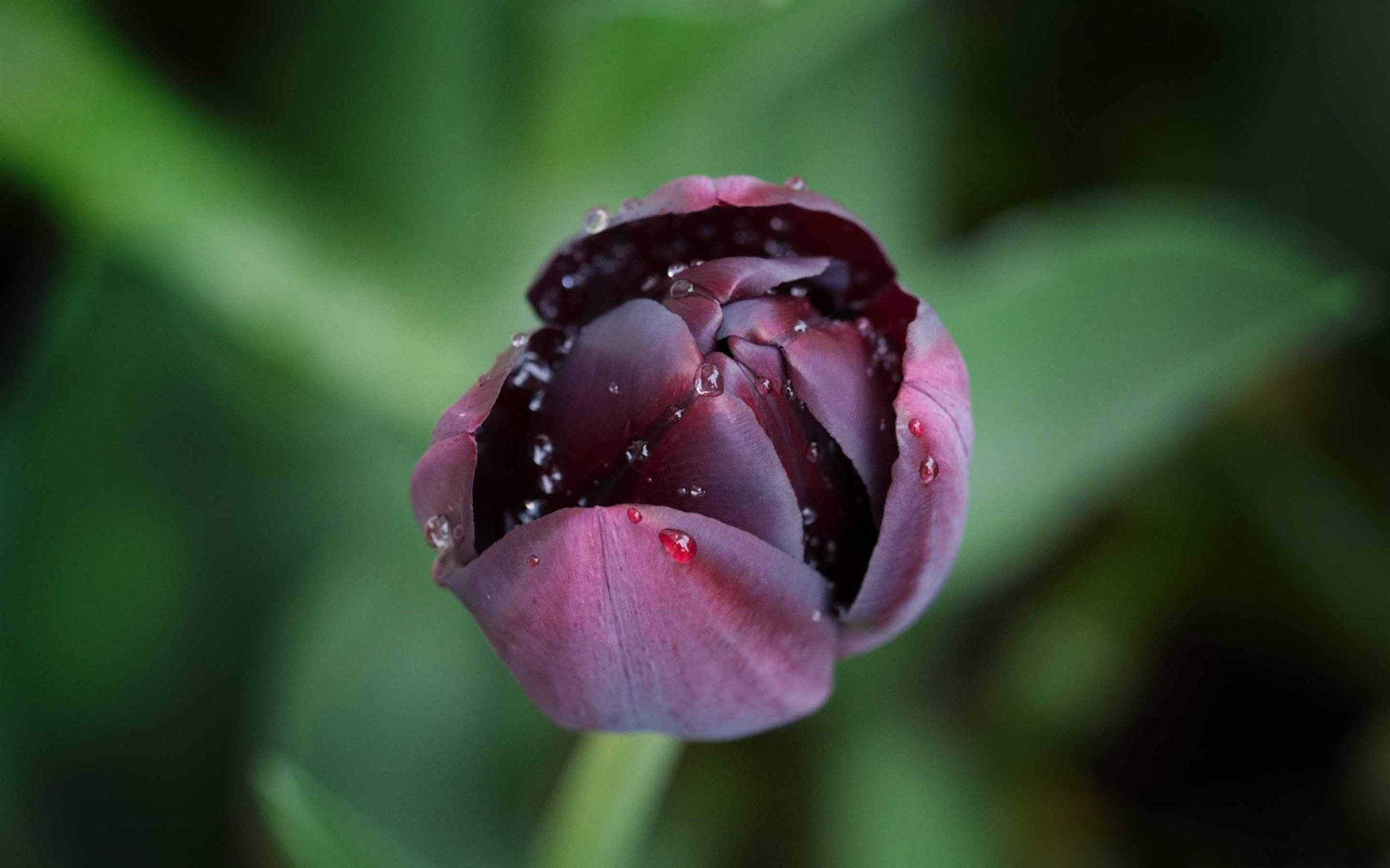 Black Tulip Wallpapers