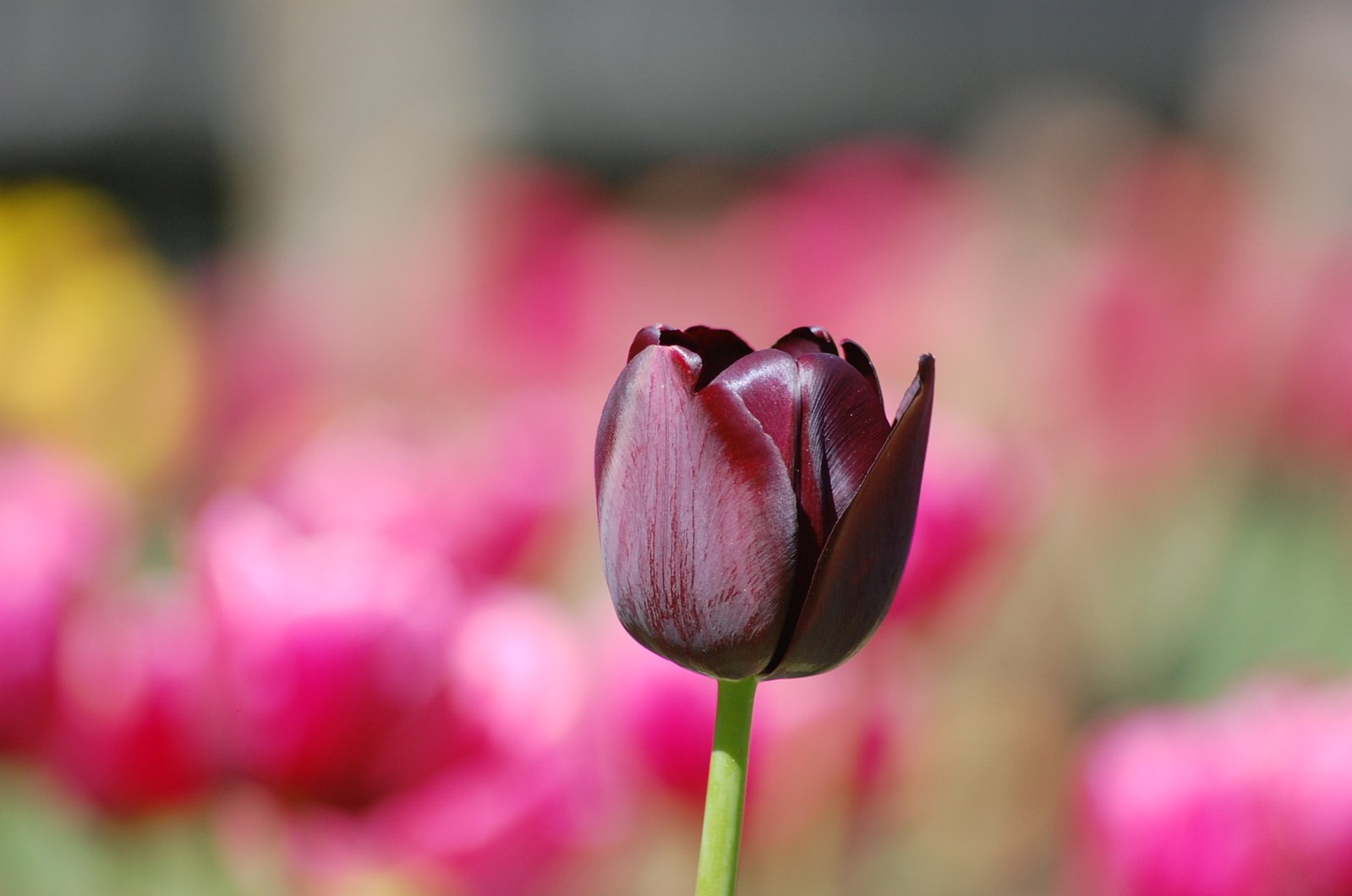 Black Tulip Wallpapers