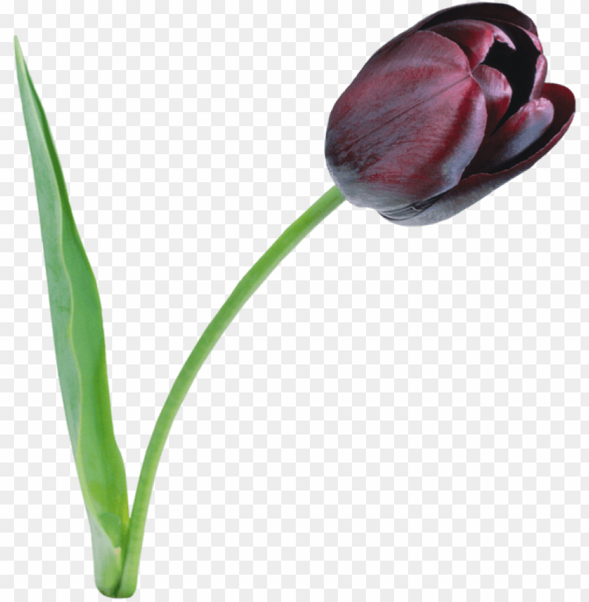 Black Tulip Wallpapers