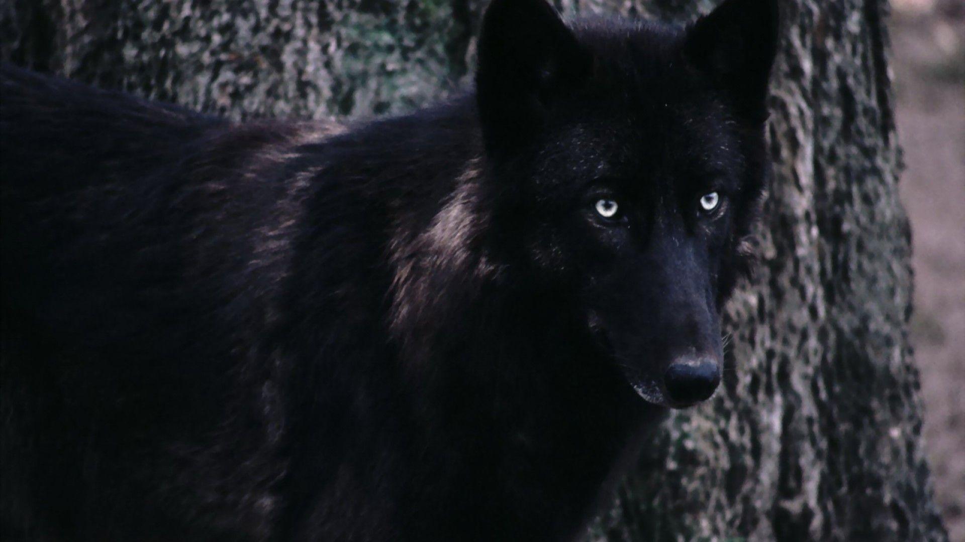 Black Wolf Wallpapers