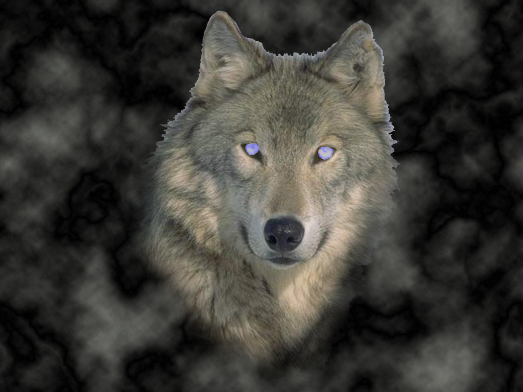 Black Wolves With Blue Eyes Wallpapers