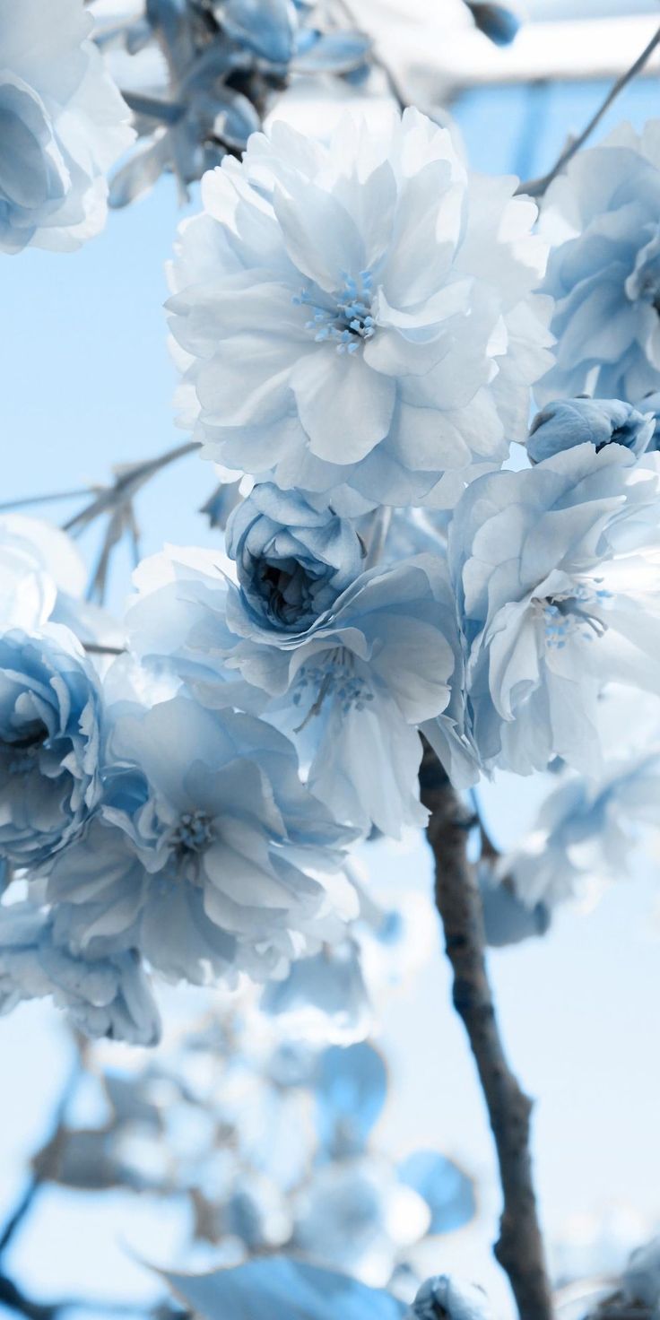 Blue Aesthetic Flowers Wallpapers